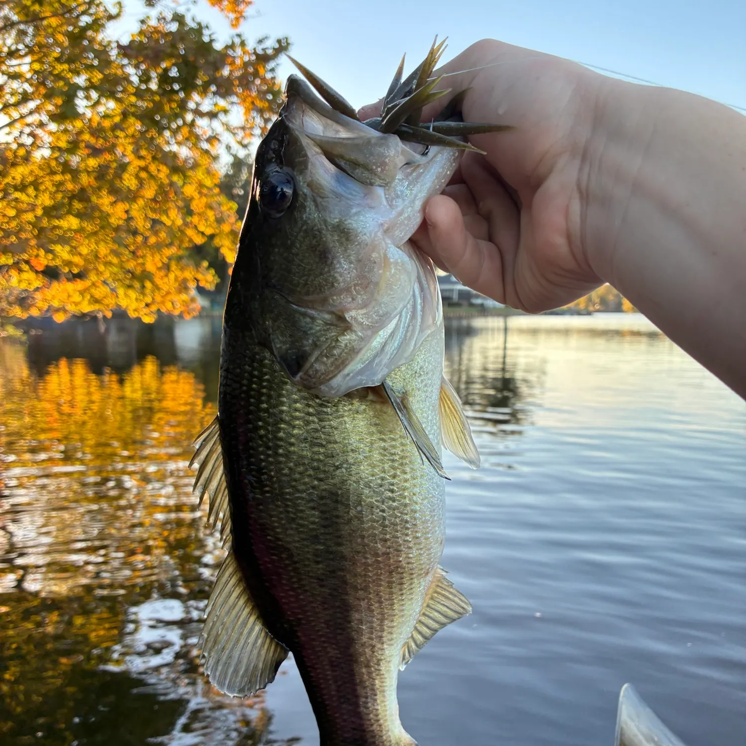 Largemouth bass caught on Fishbrain