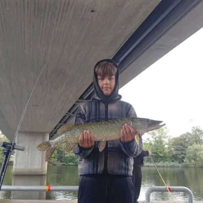 Northern pike caught on Fishbrain