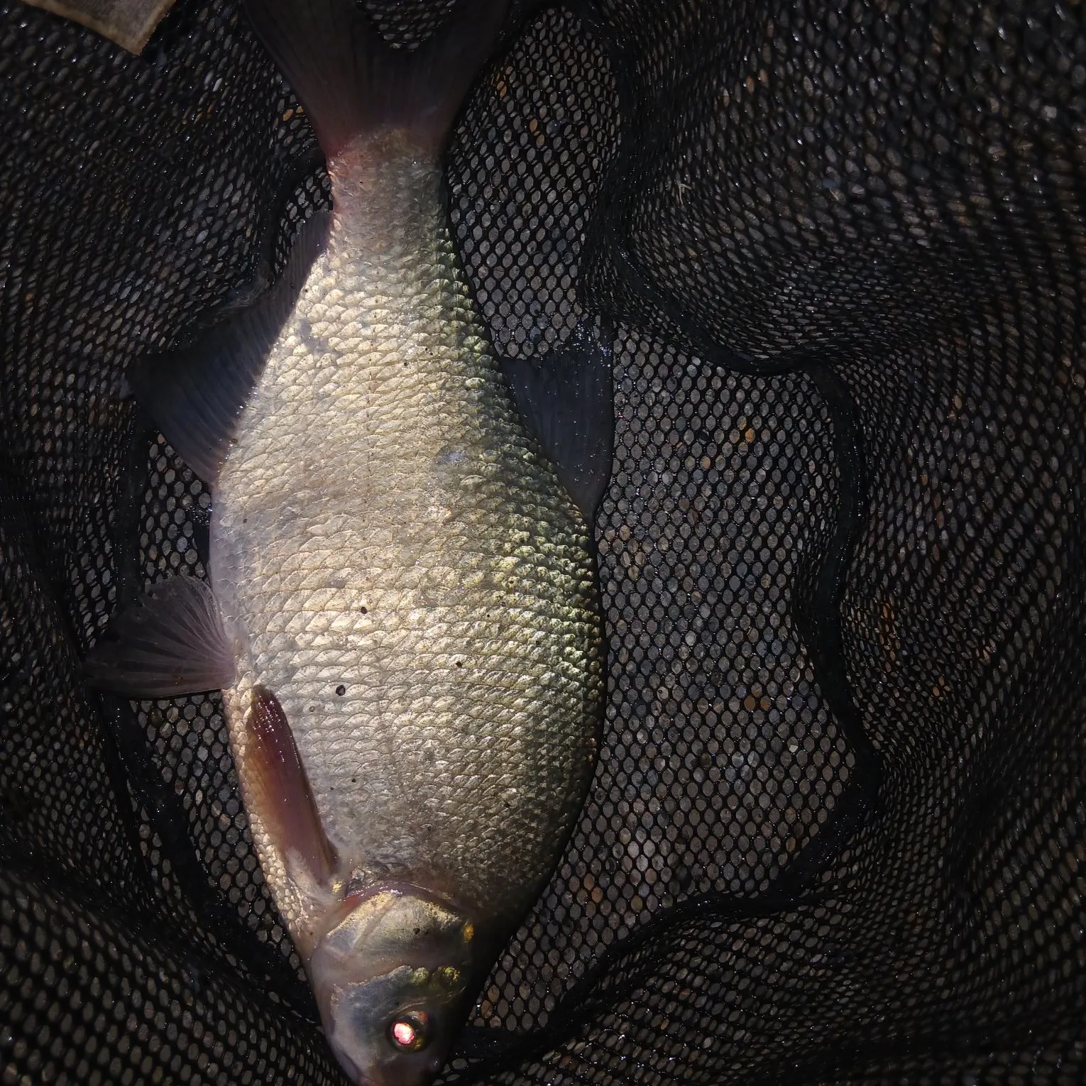 Common bream caught on Fishbrain