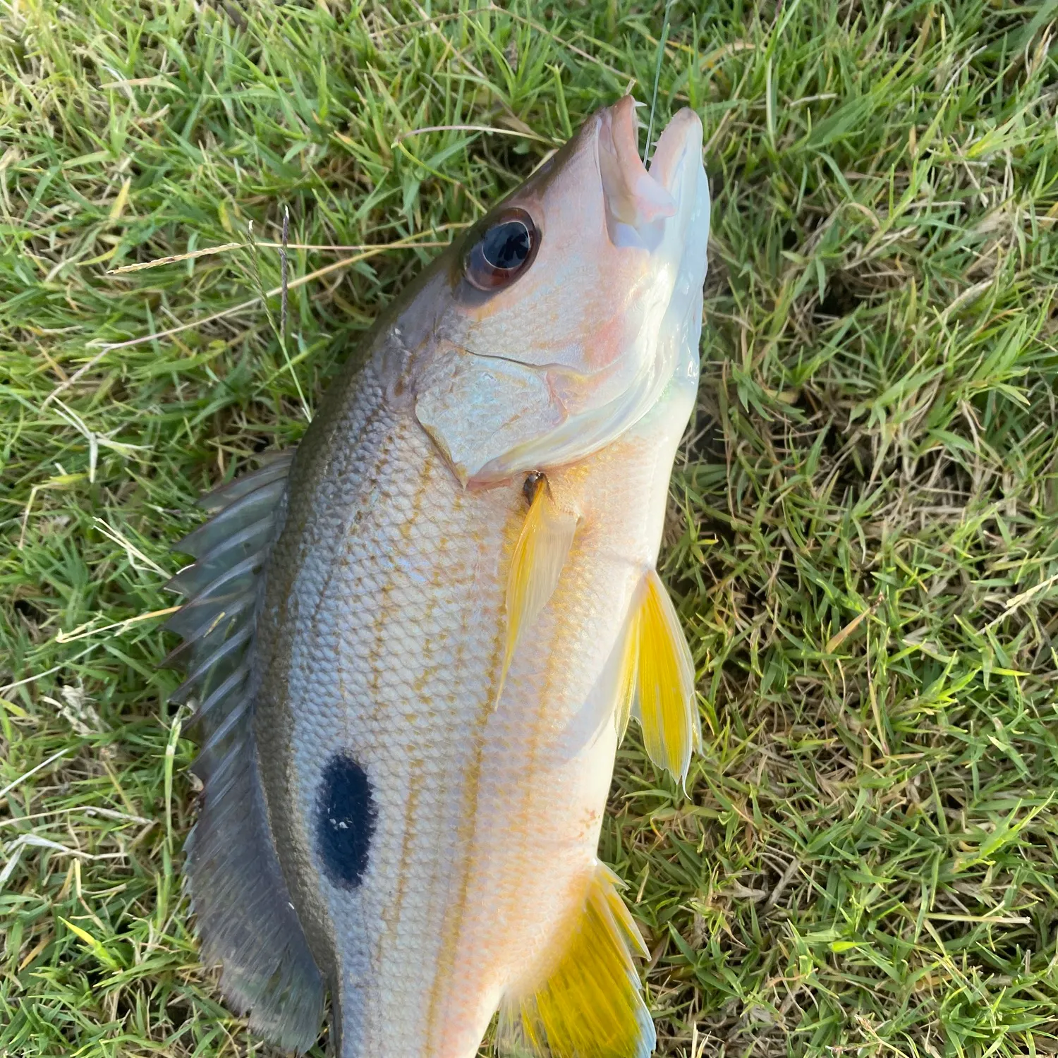 The most recent Moses perch catches on Fishbrain
