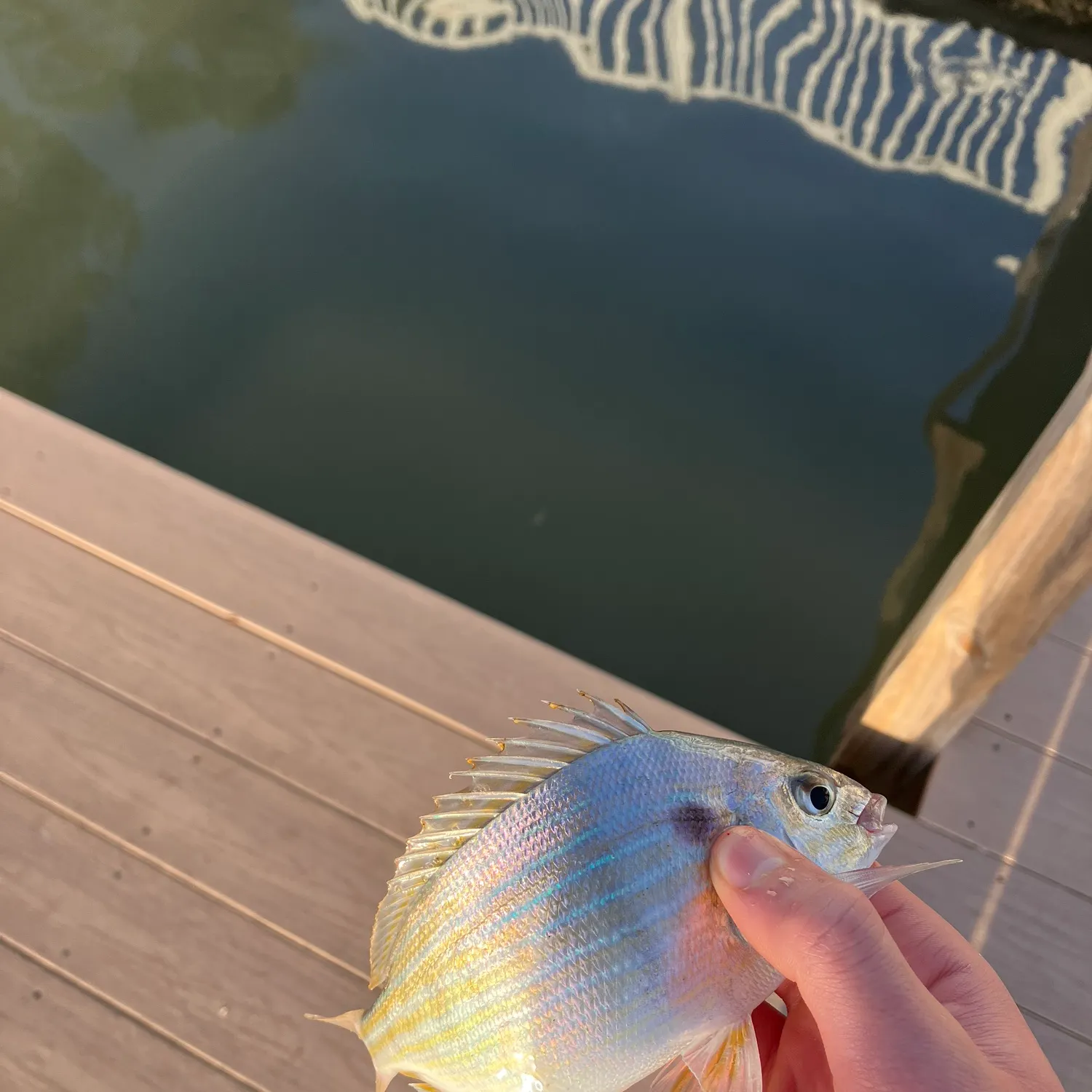 The most recent Pinfish catches on Fishbrain