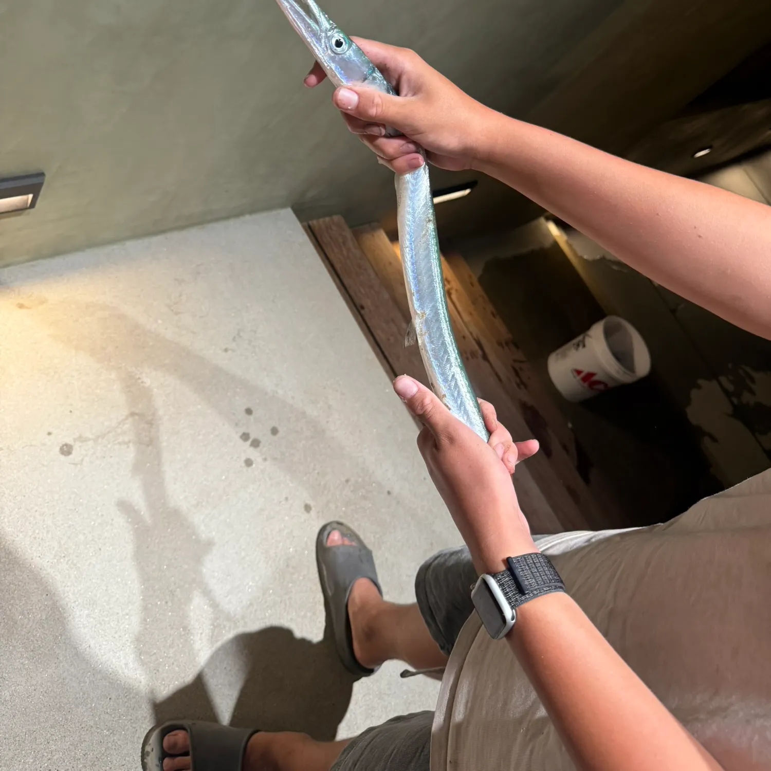 The most recent Mexican needlefish catches on Fishbrain