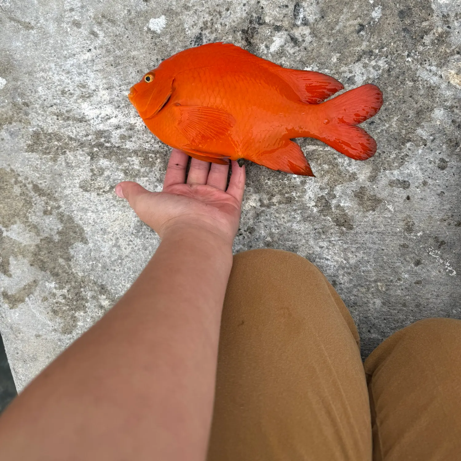 The most recent Garibaldi damselfish catches on Fishbrain