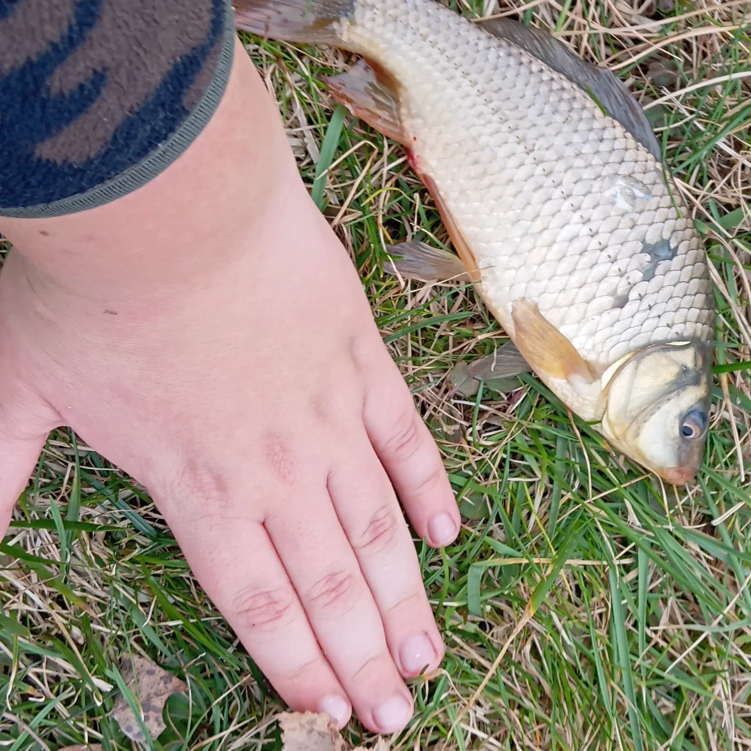 The most recent Crucian carp catches on Fishbrain
