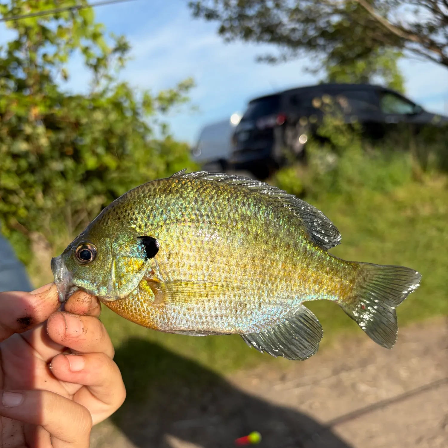 Bluegill caught on Fishbrain