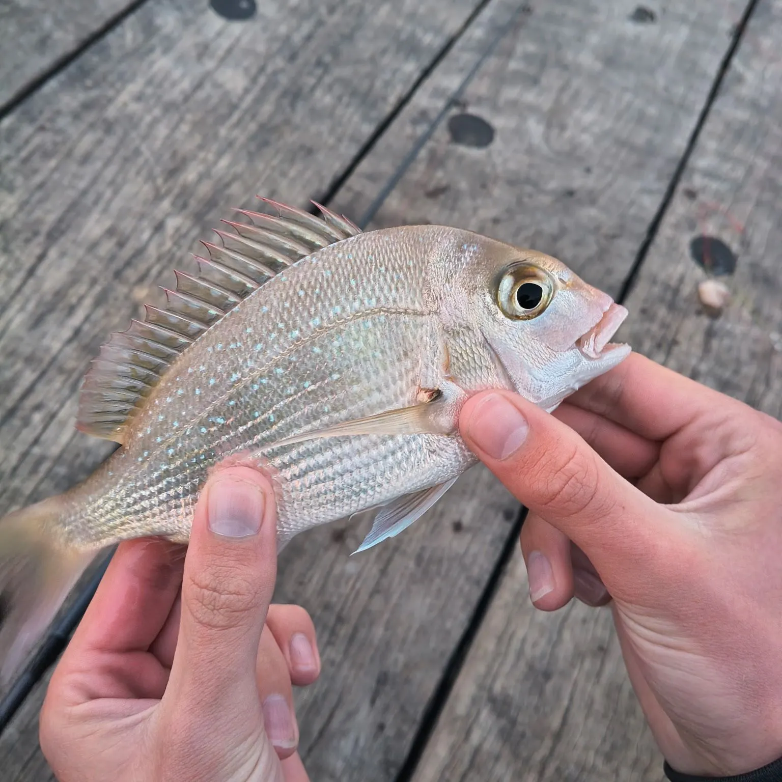 Australasian snapper caught on Fishbrain