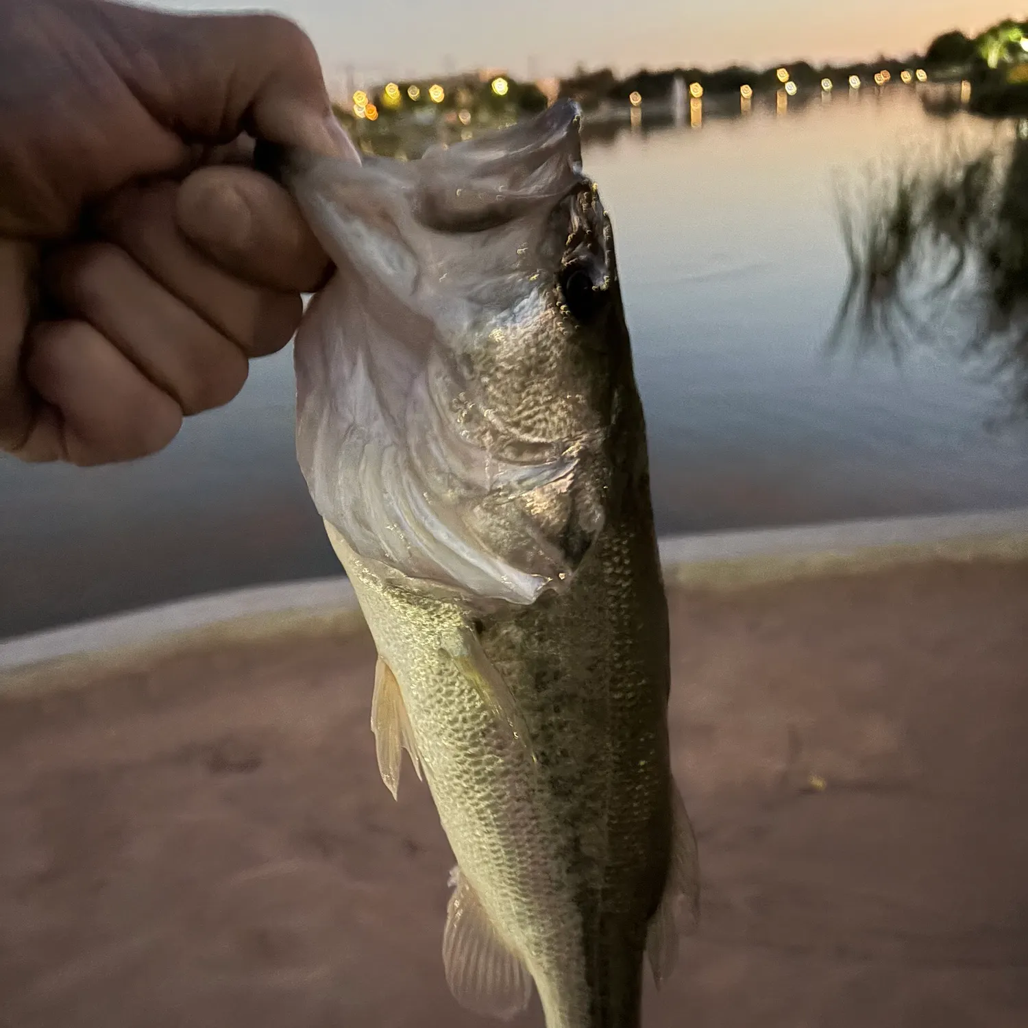 Spotted bass caught on Fishbrain