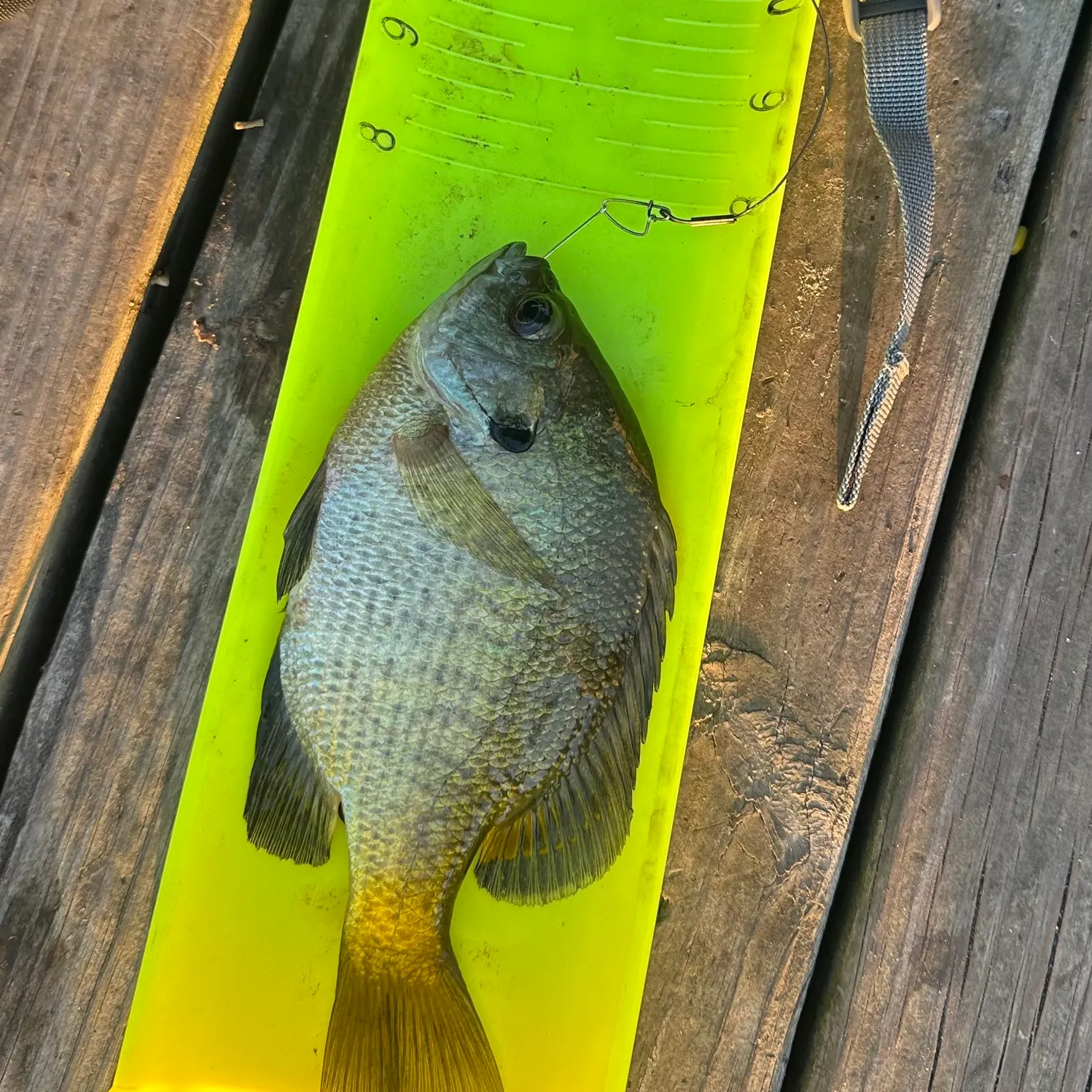 recently logged catches