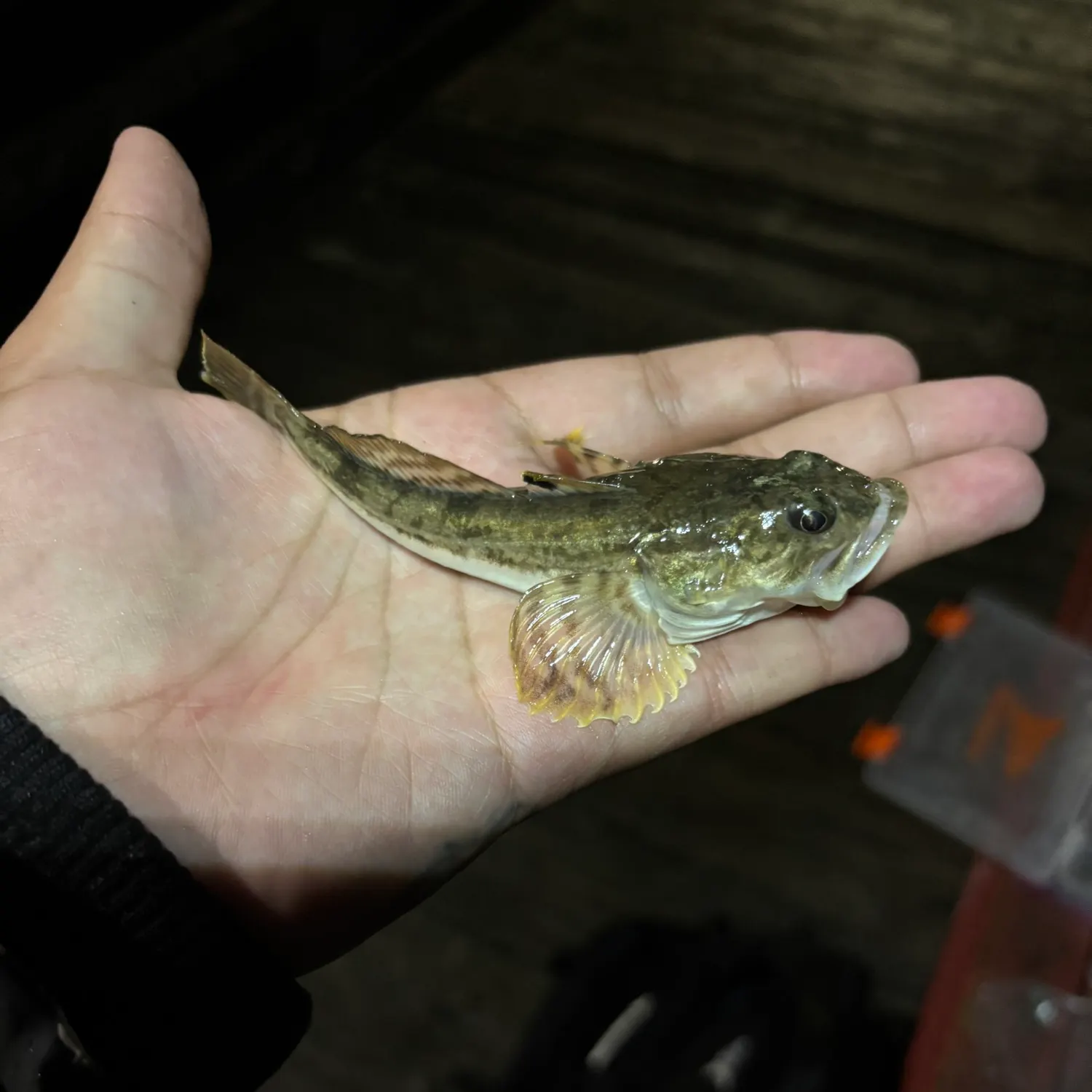 The most recent Pacific staghorn sculpin catches on Fishbrain