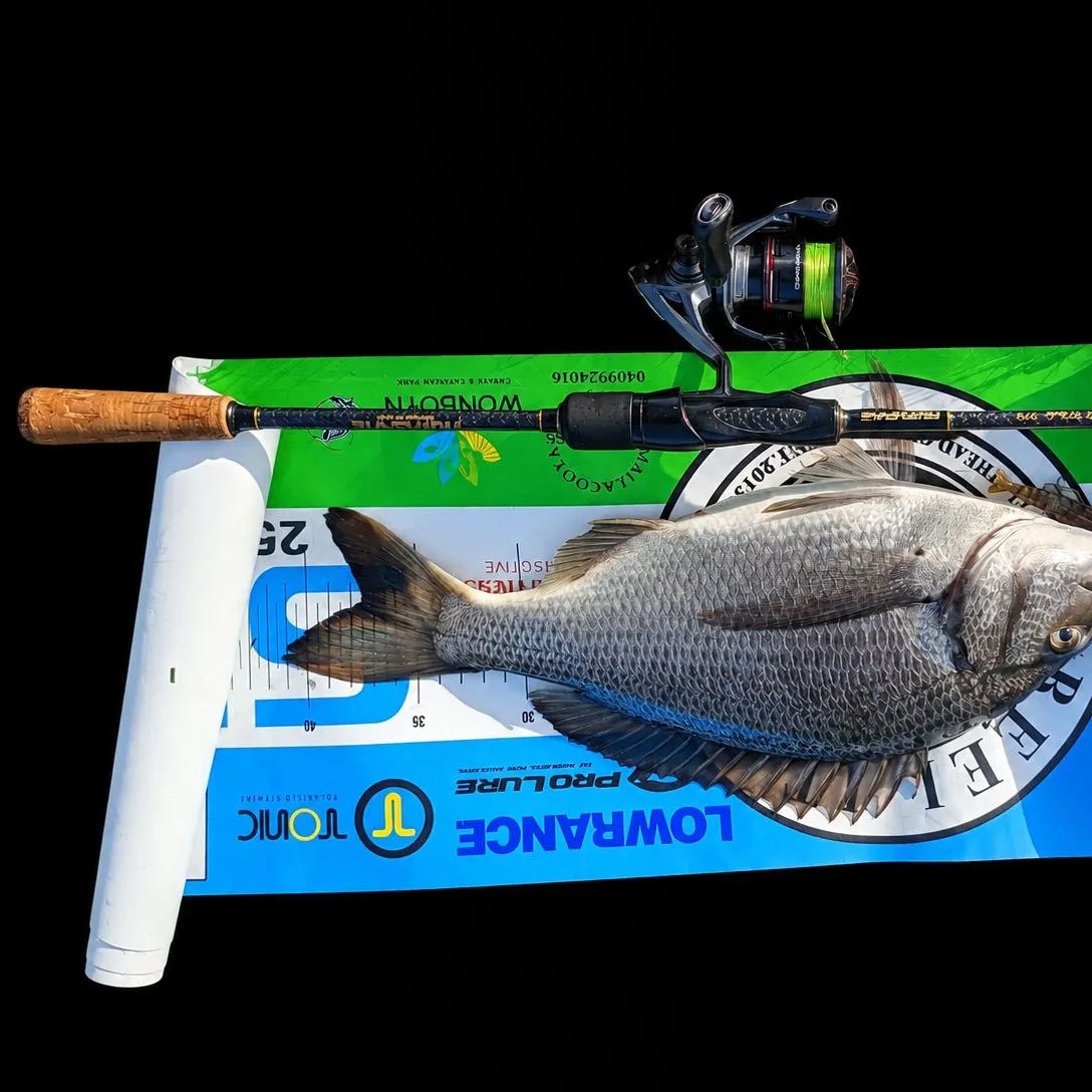 The most recent Southern black bream catches on Fishbrain