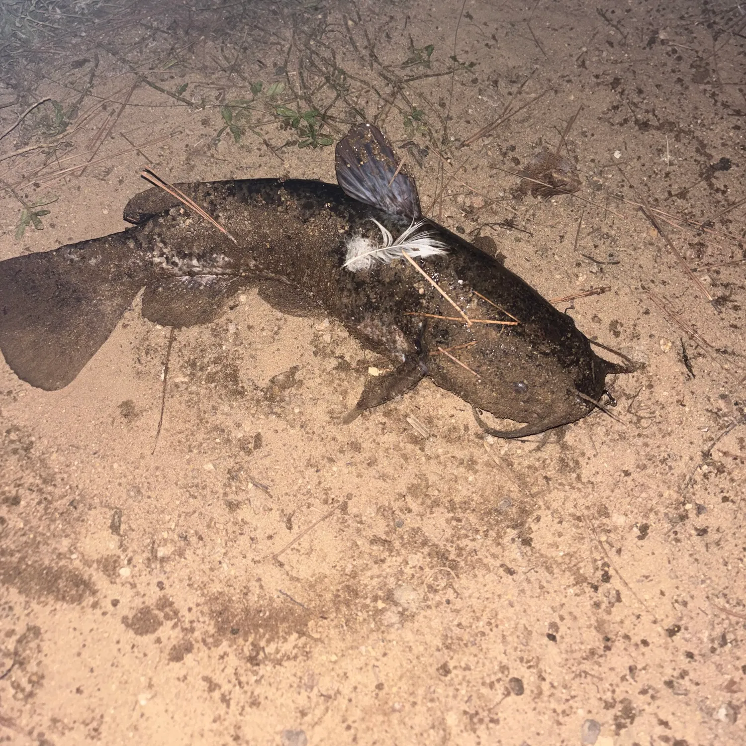 Channel catfish caught on Fishbrain