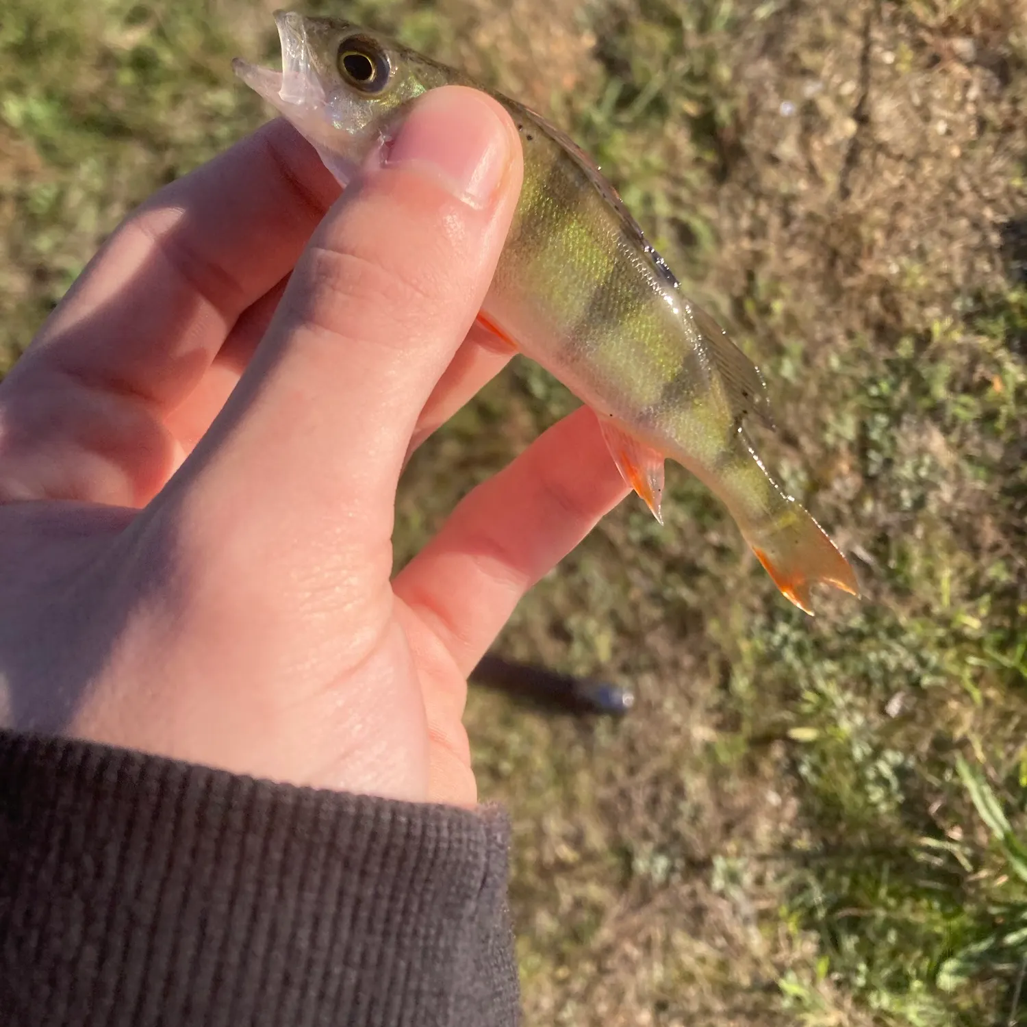 European perch caught on Fishbrain