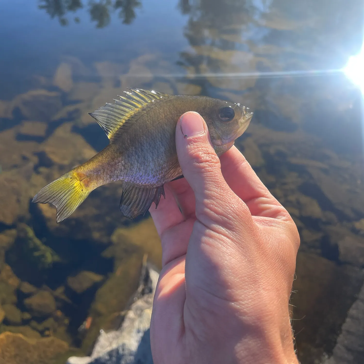 Bluegill caught on Fishbrain
