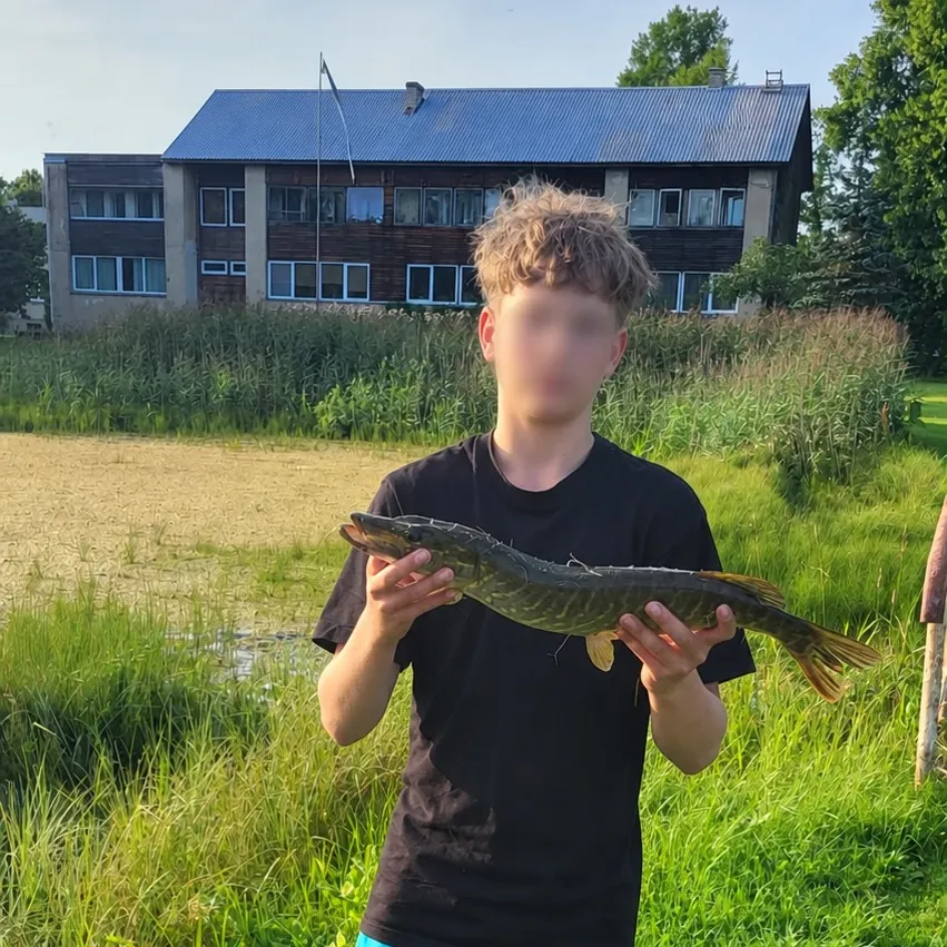 Northern pike caught on Fishbrain