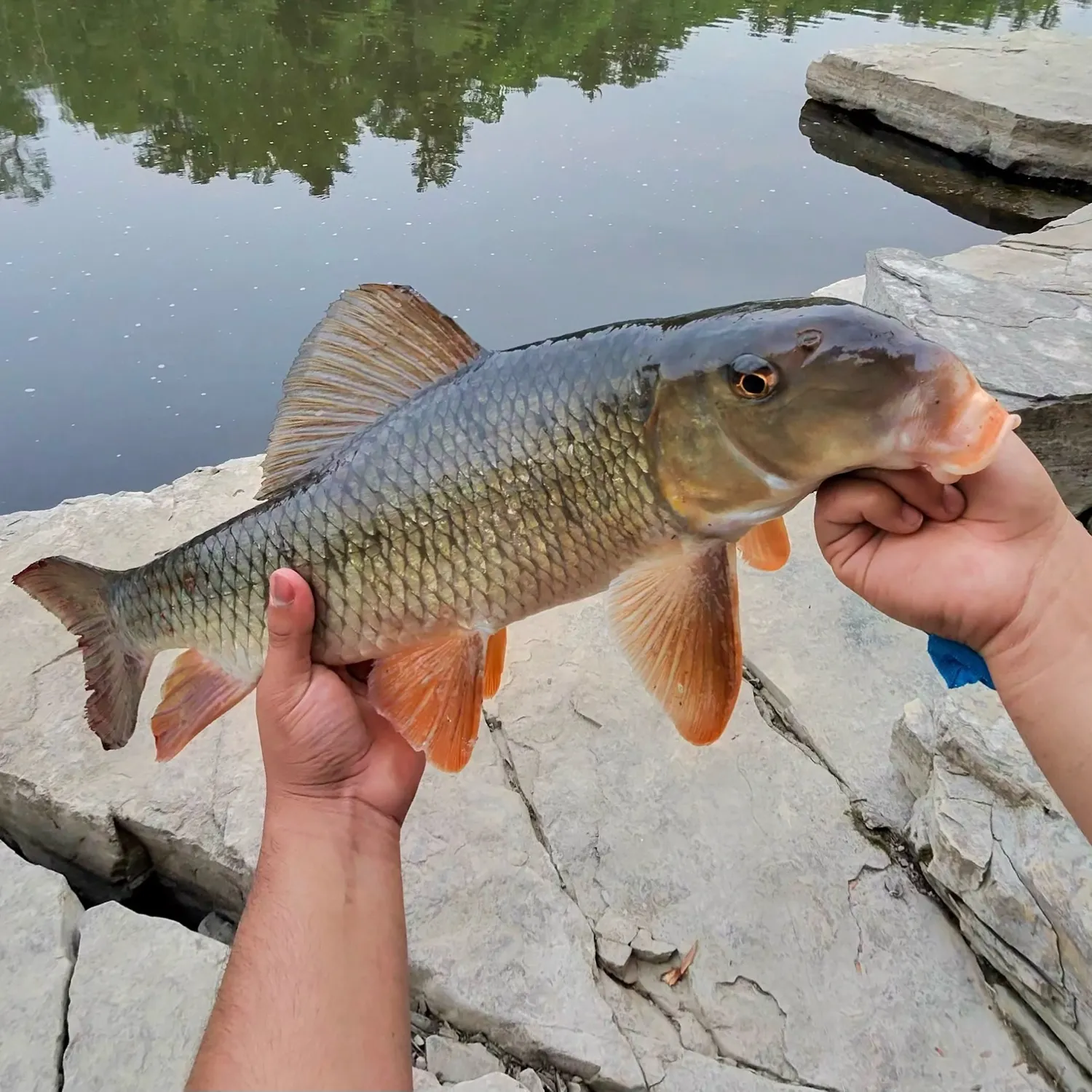 The most recent Greater redhorse catches on Fishbrain