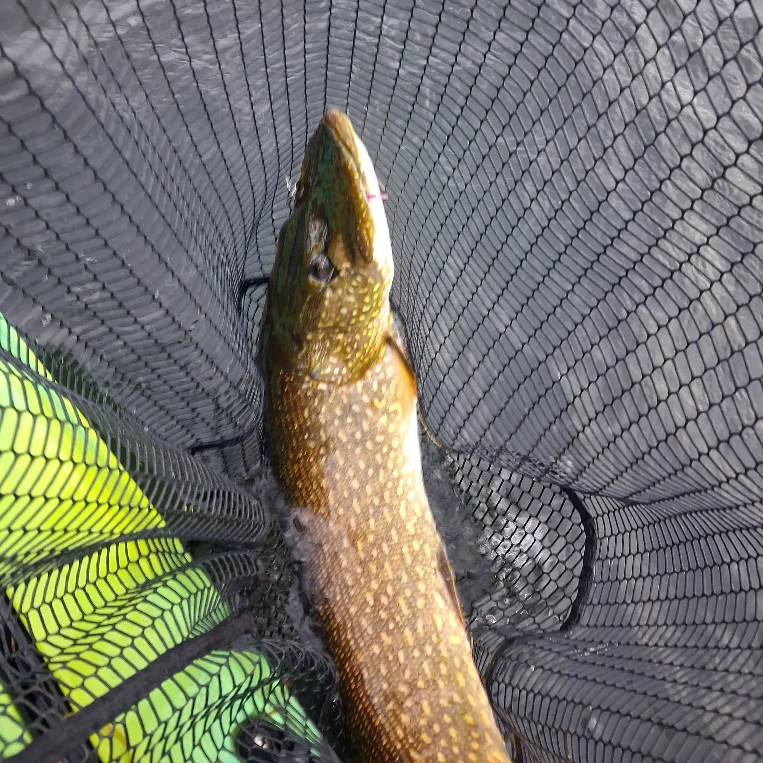 Northern pike caught on Fishbrain