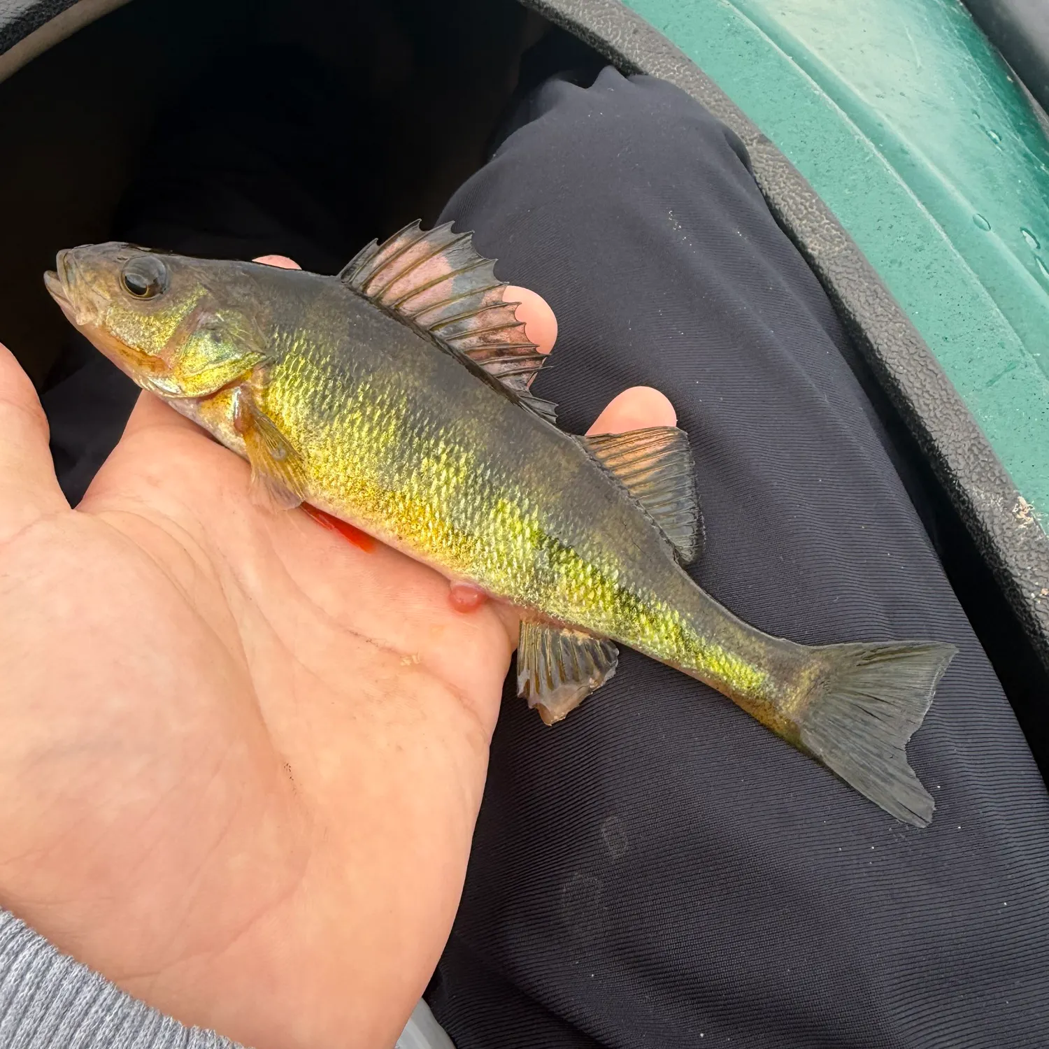 Yellow perch caught on Fishbrain