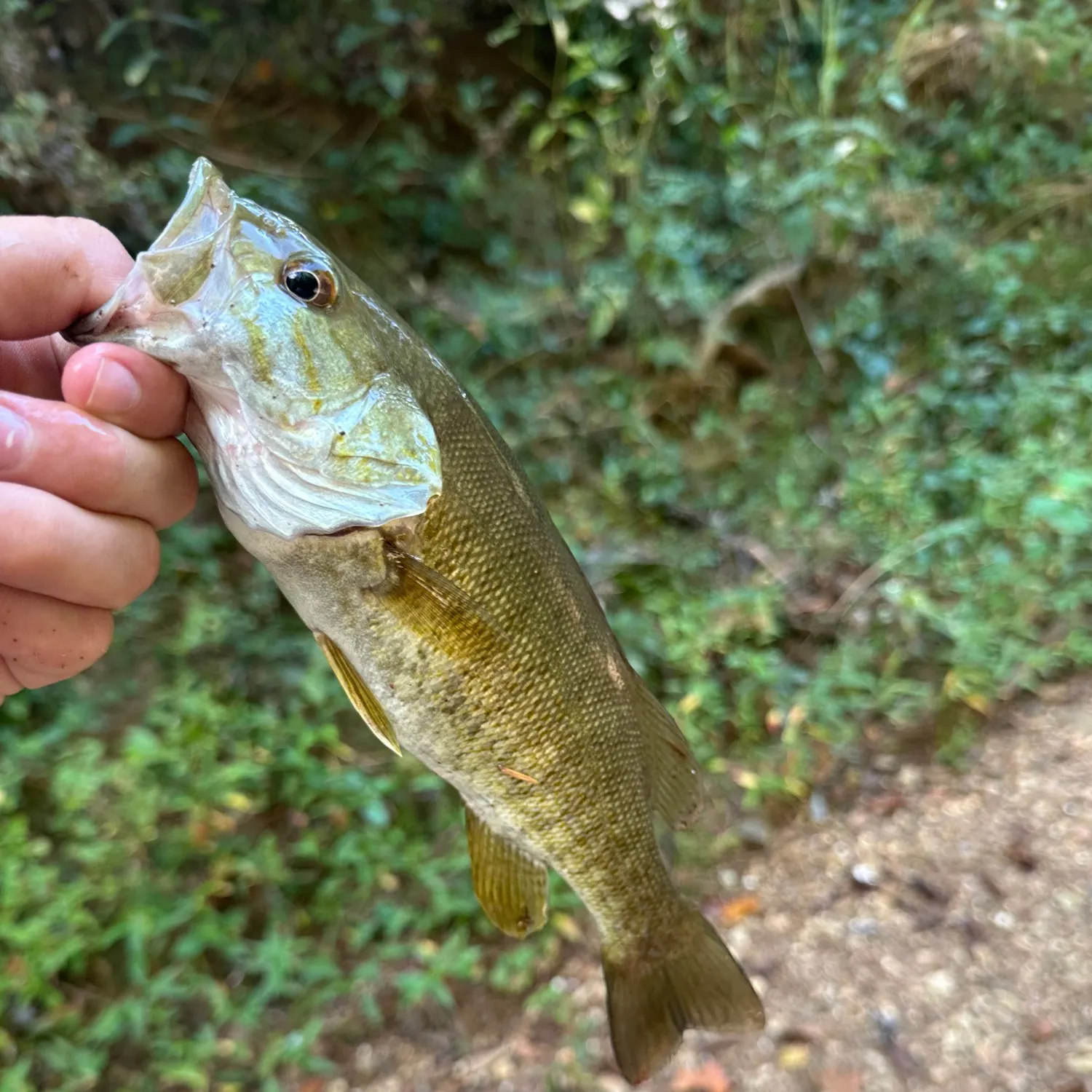 Smallmouth bass caught on Fishbrain