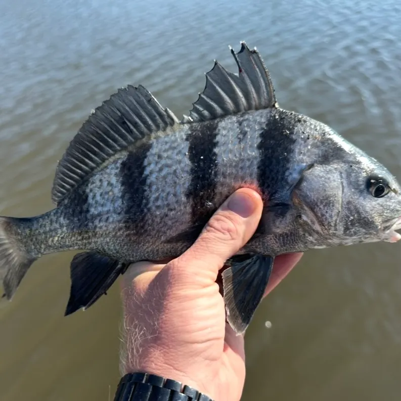 Black drum caught on Fishbrain