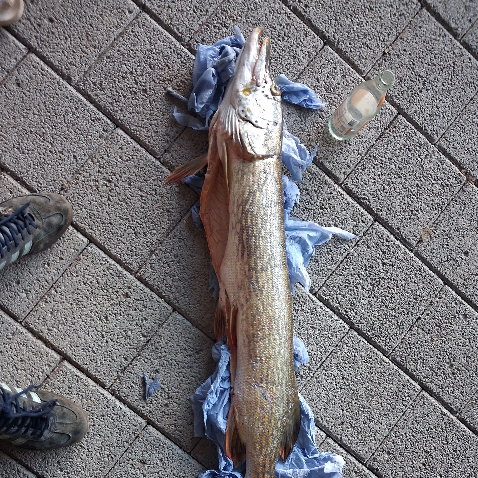 Northern pike caught on Fishbrain