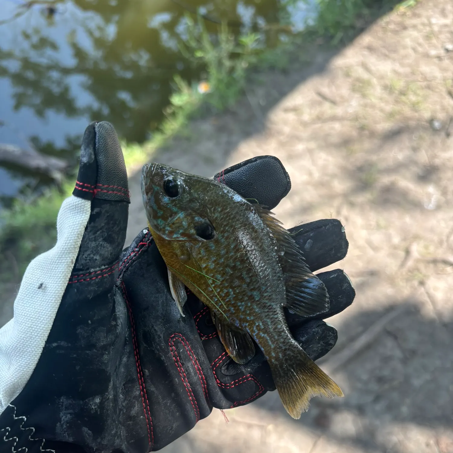 Greengill hybrid caught on Fishbrain