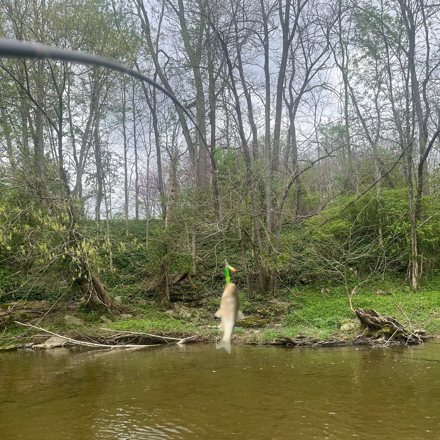The most recent Creek chub catches on Fishbrain