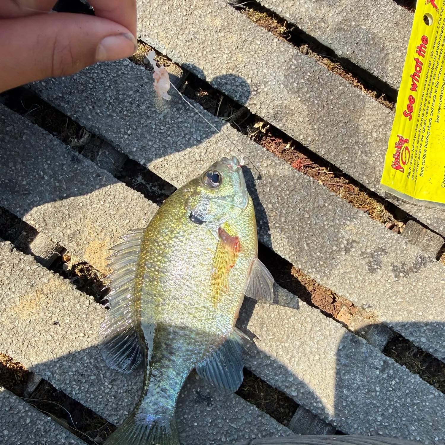 recently logged catches