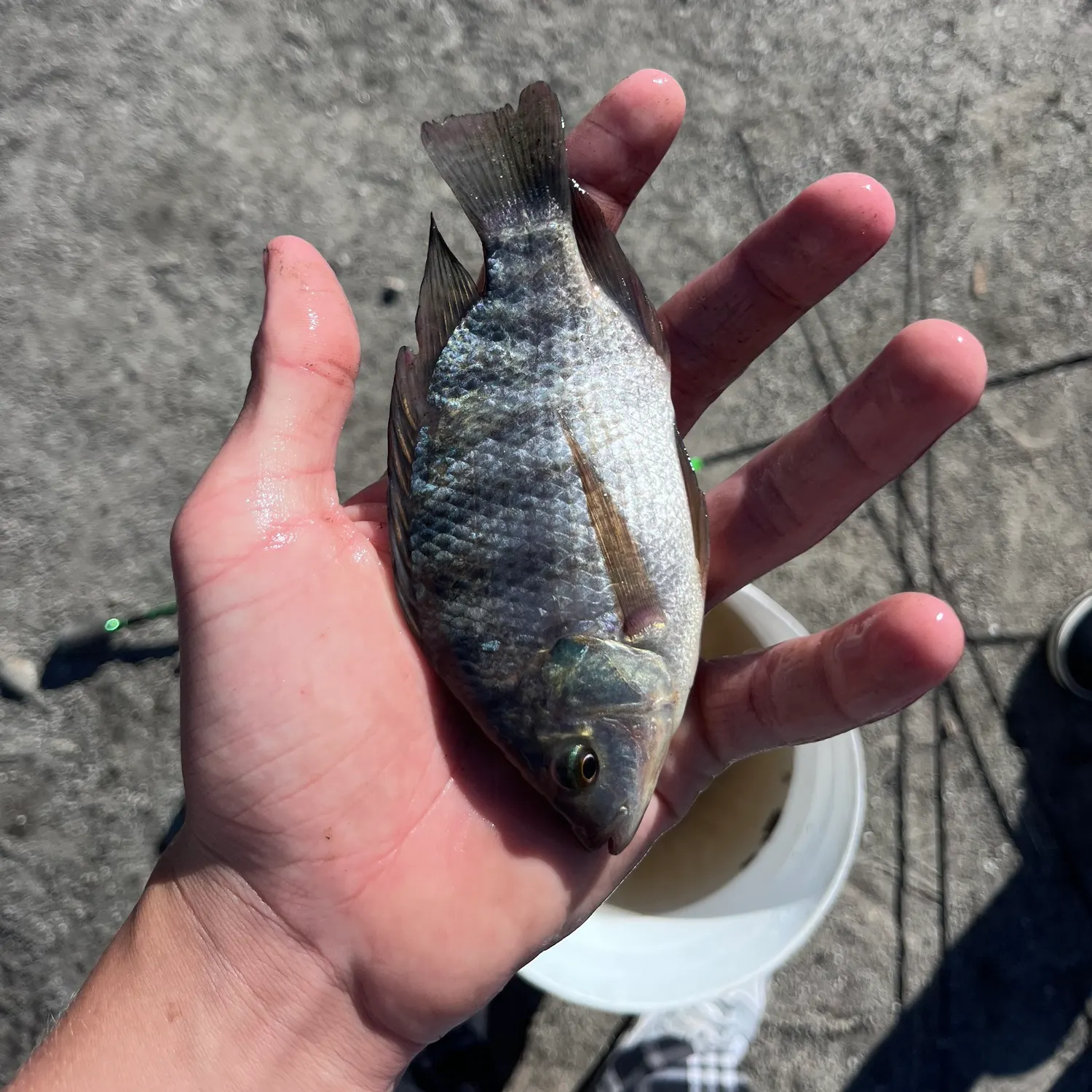 The most recent Redbelly tilapia catches on Fishbrain