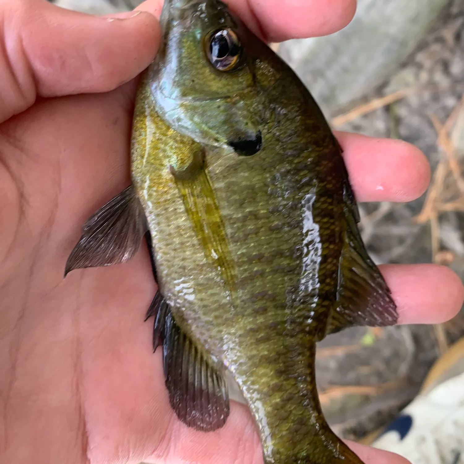 Bluegill caught on Fishbrain