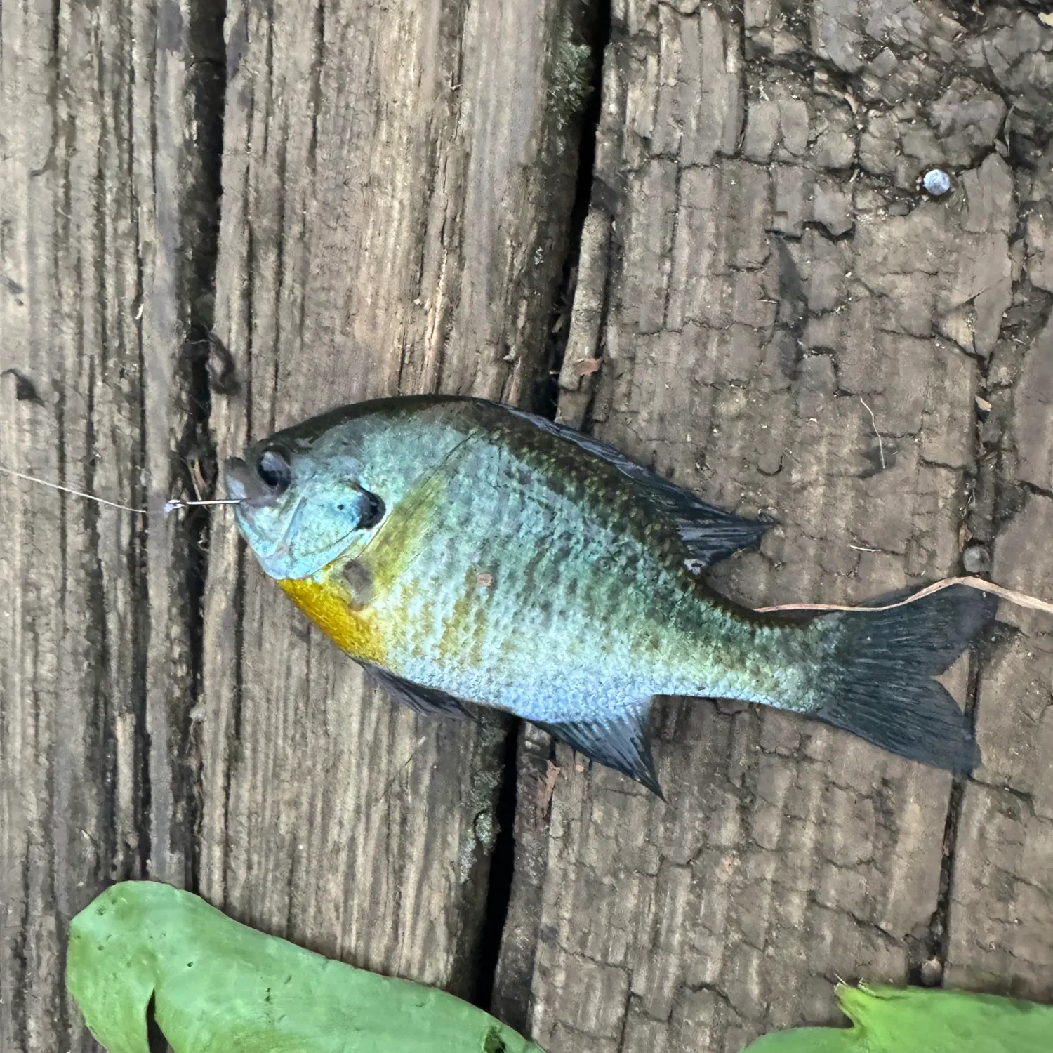 Bluegill caught on Fishbrain