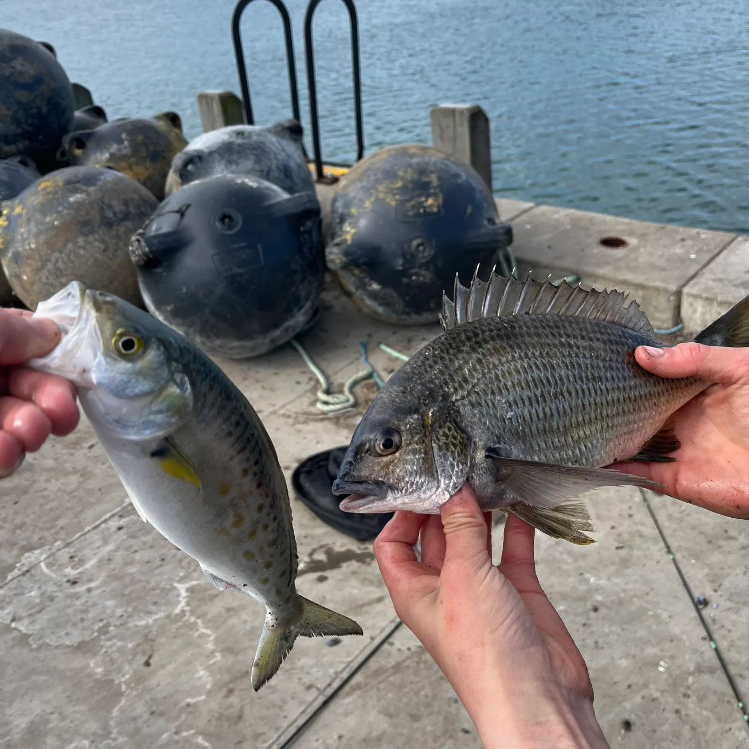 Surf bream caught on Fishbrain