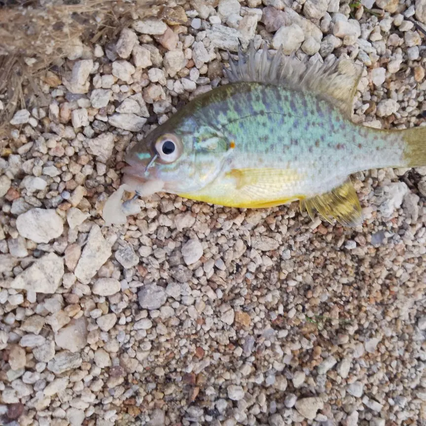 Bluegill caught on Fishbrain