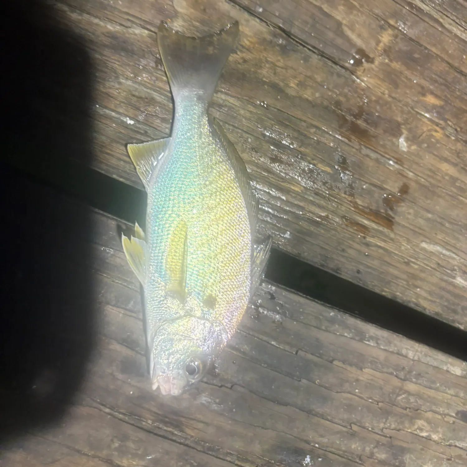 The most recent Spot croaker catches on Fishbrain
