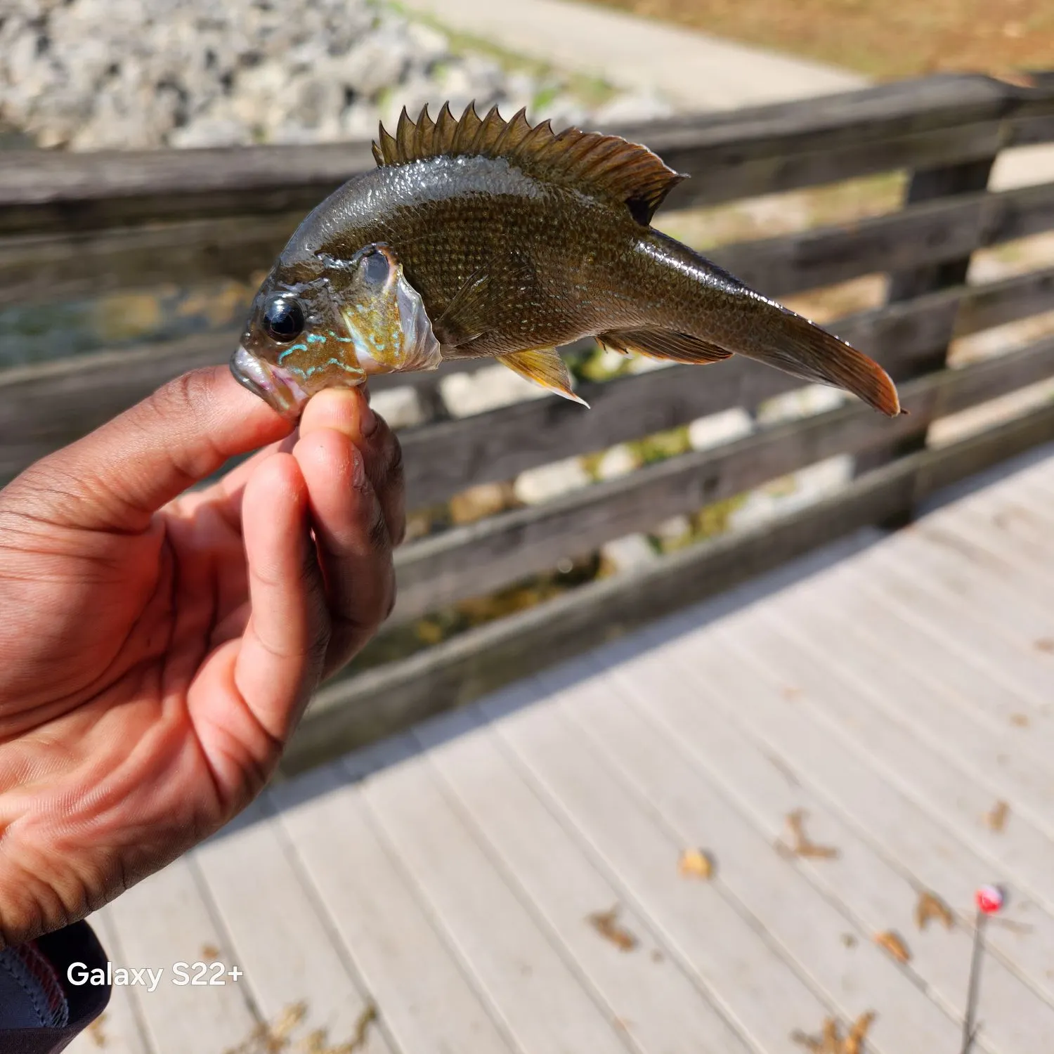 Green sunfish caught on Fishbrain