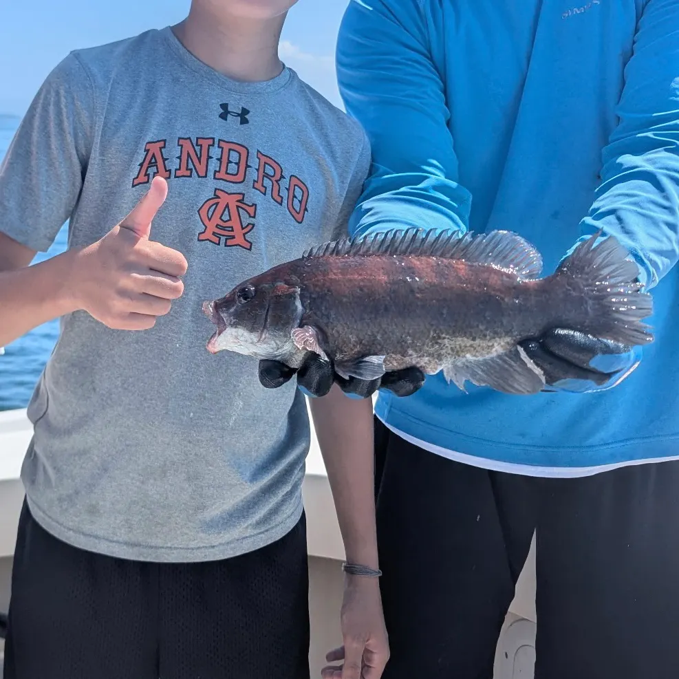 Cunner caught on Fishbrain