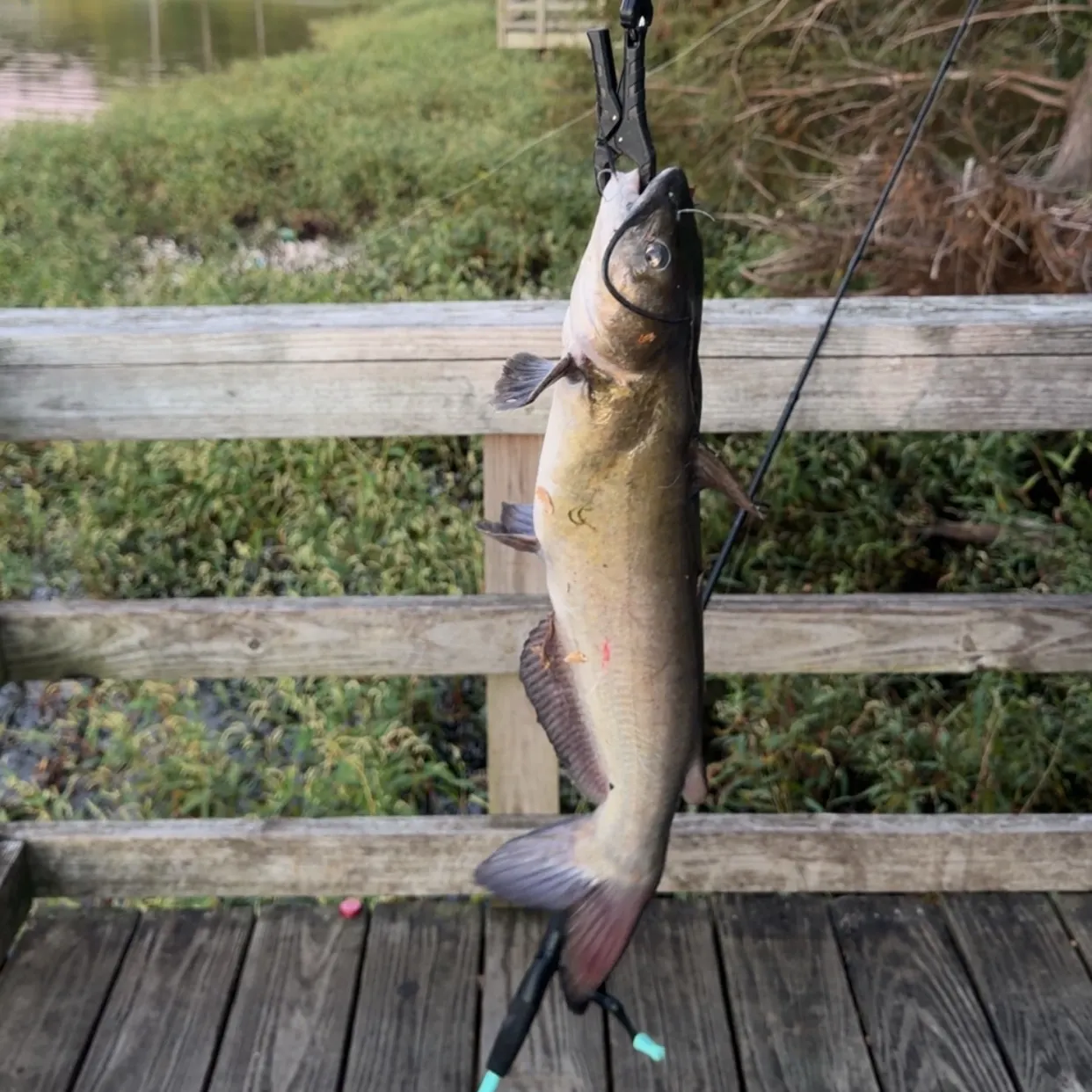 Channel catfish caught on Fishbrain