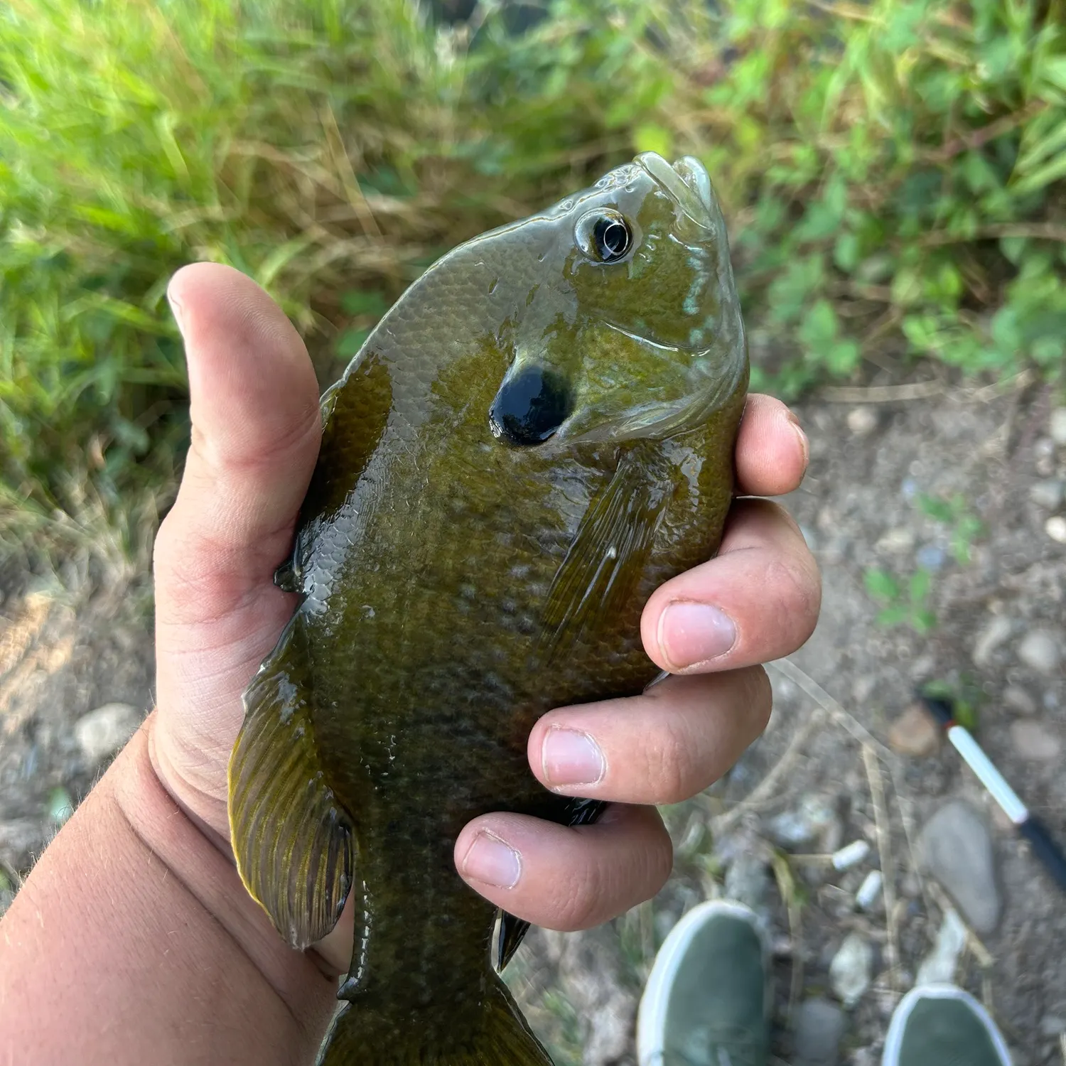 Bluegill caught on Fishbrain