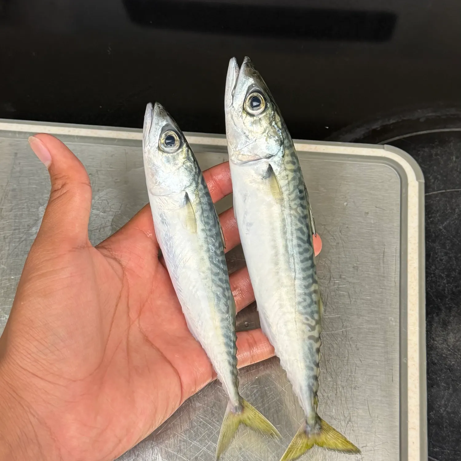 Pacific chub mackerel caught on Fishbrain