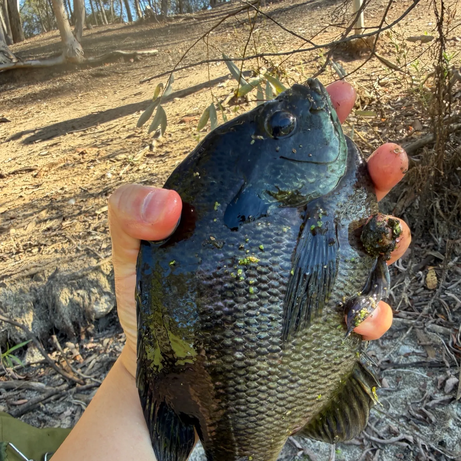 Bluegill caught on Fishbrain