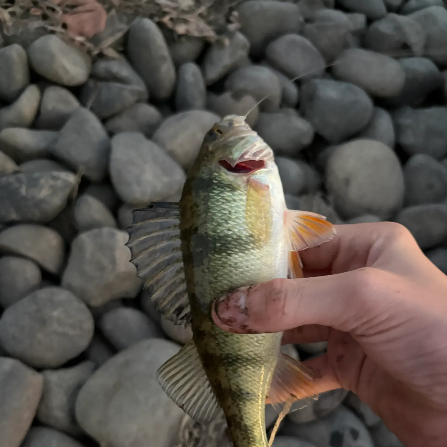 Yellow perch caught on Fishbrain