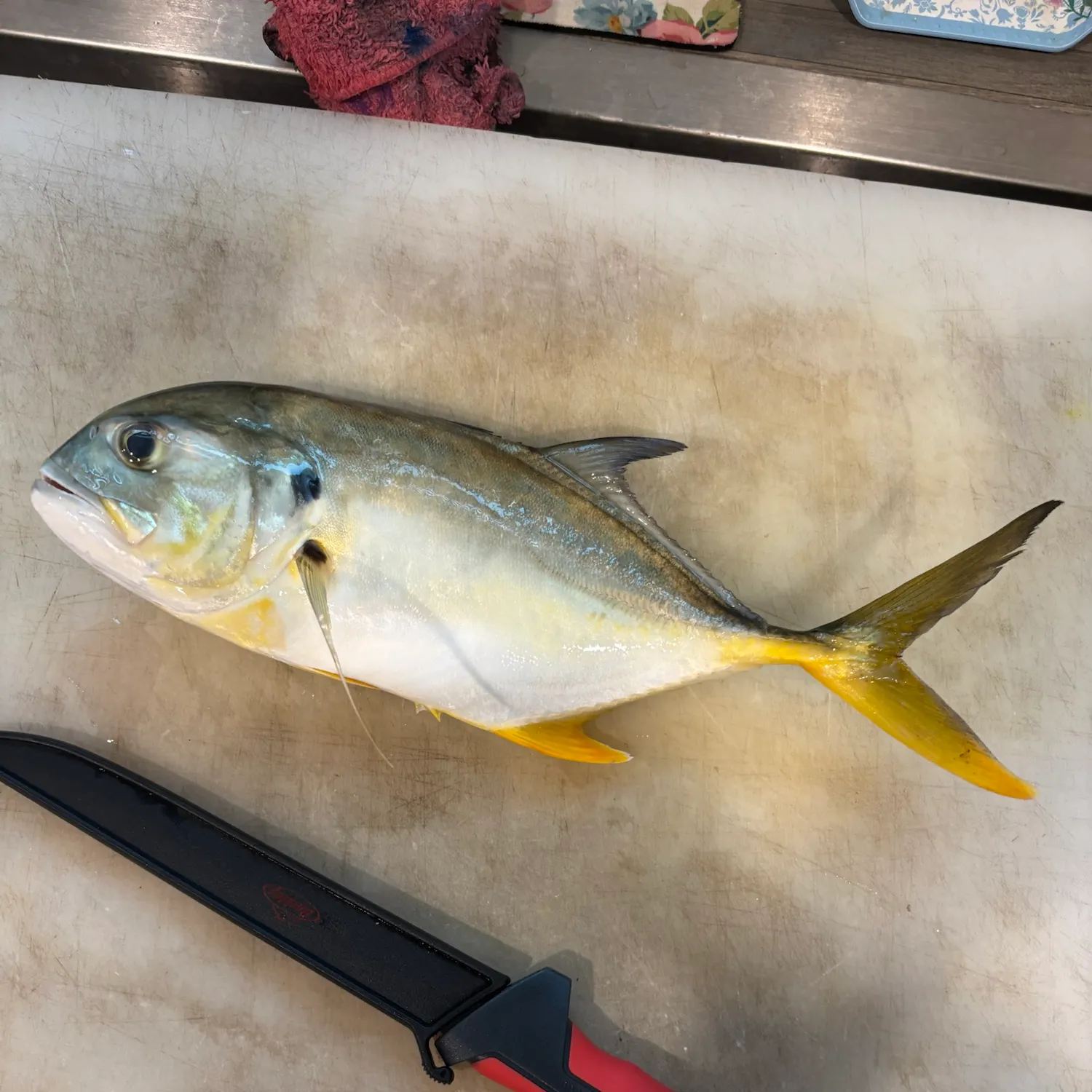 Crevalle jack caught on Fishbrain