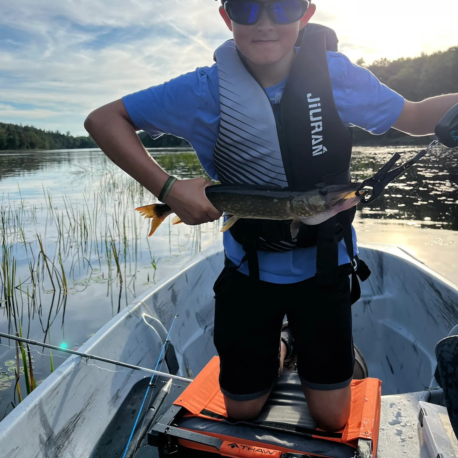 Chain pickerel caught on Fishbrain