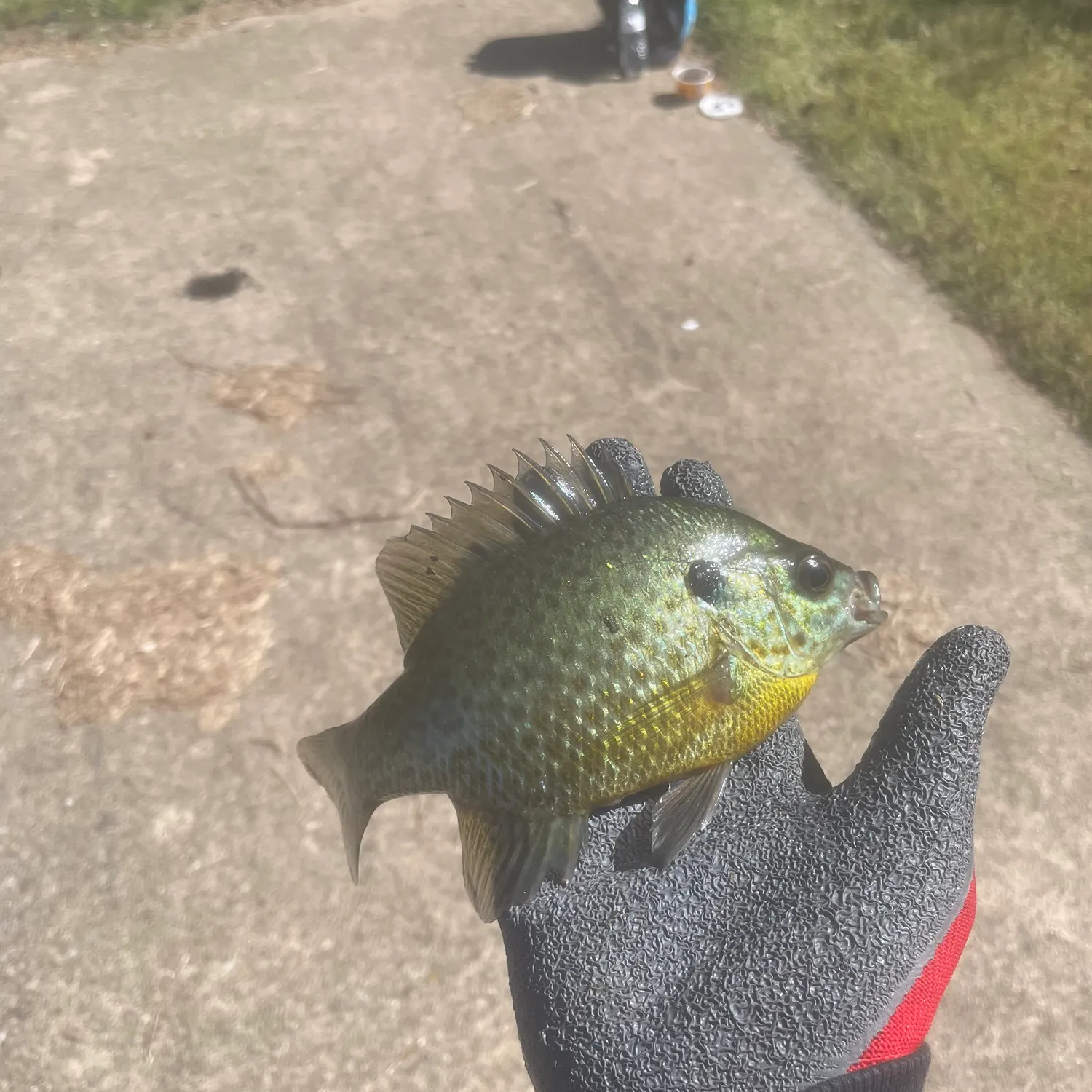 Greengill hybrid caught on Fishbrain