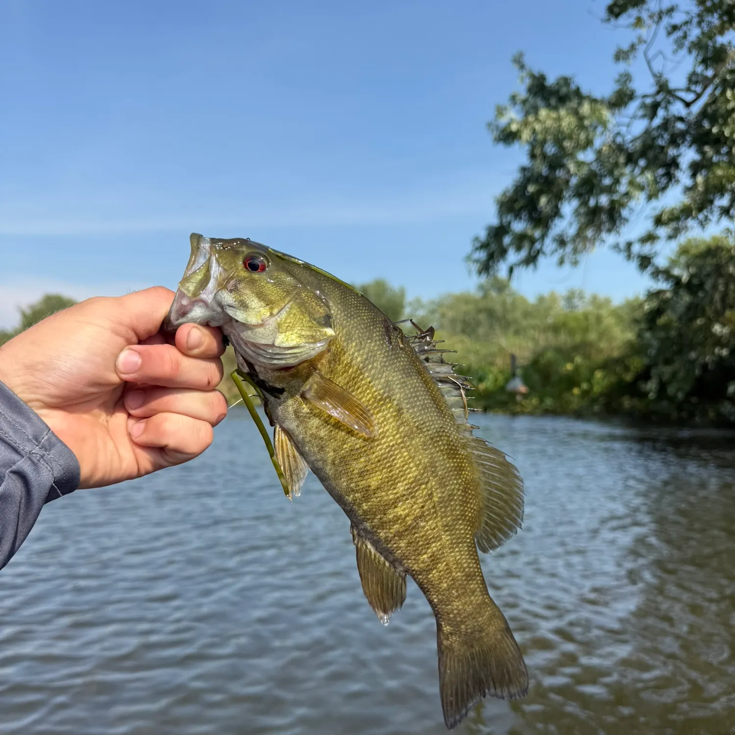 Smallmouth bass caught on Fishbrain