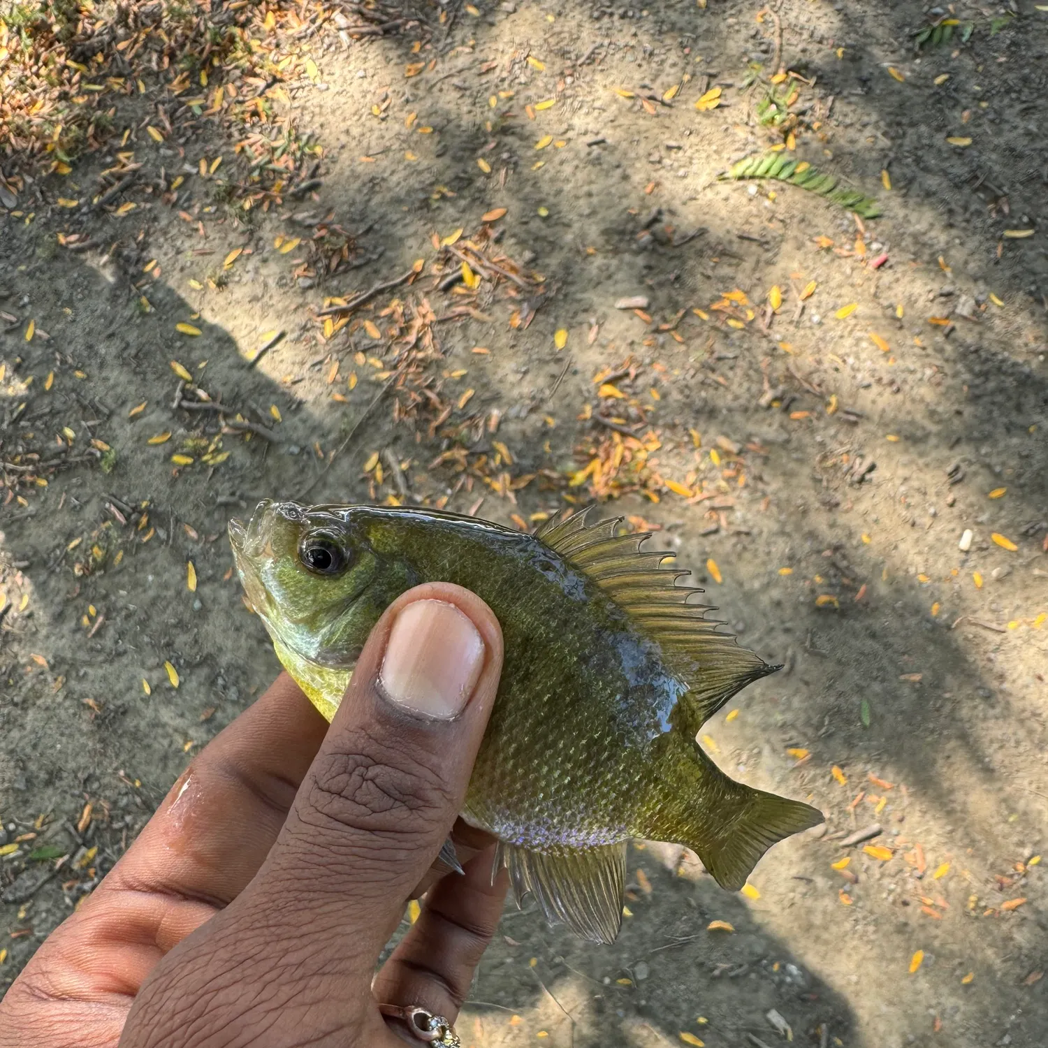 Bluegill caught on Fishbrain