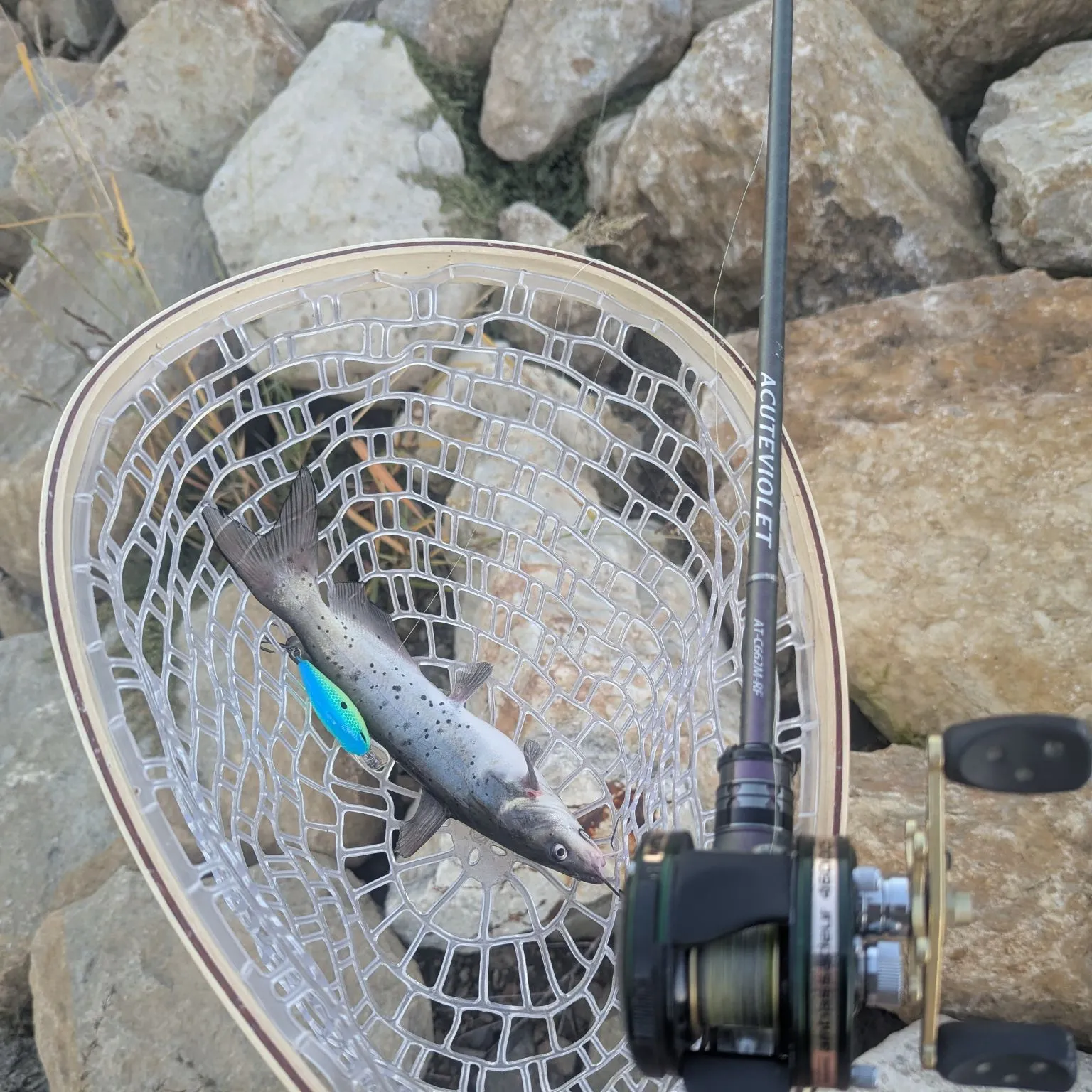 Channel catfish caught on Fishbrain