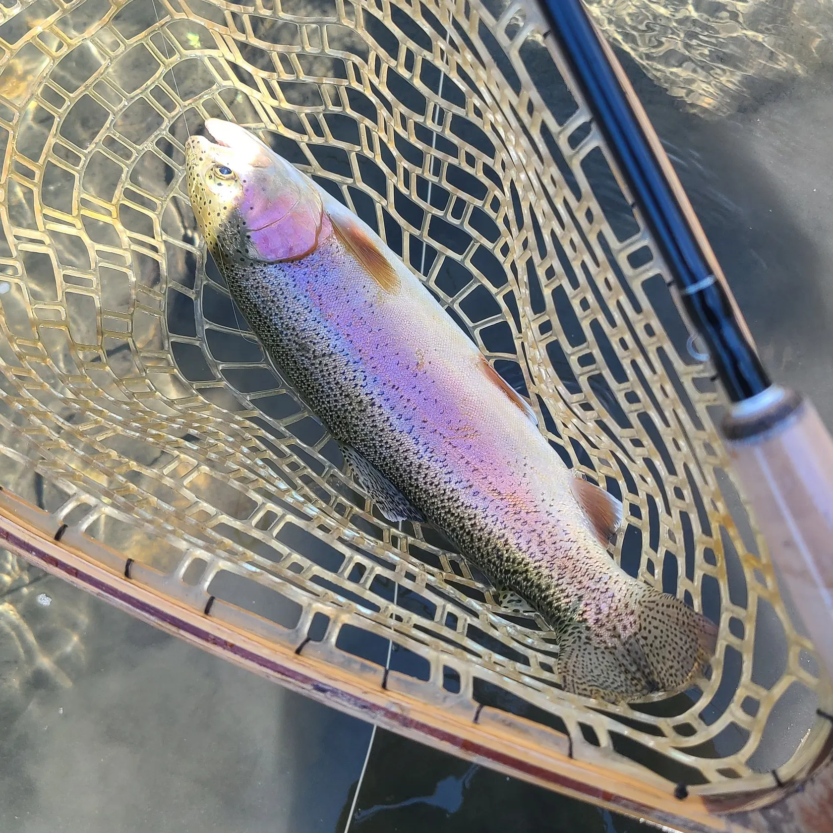 Rainbow trout caught on Fishbrain