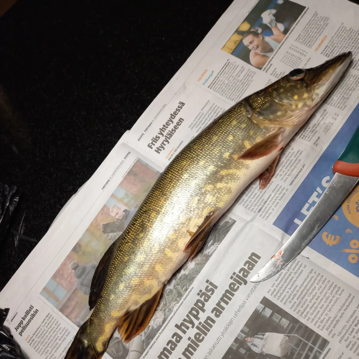 recently logged catches