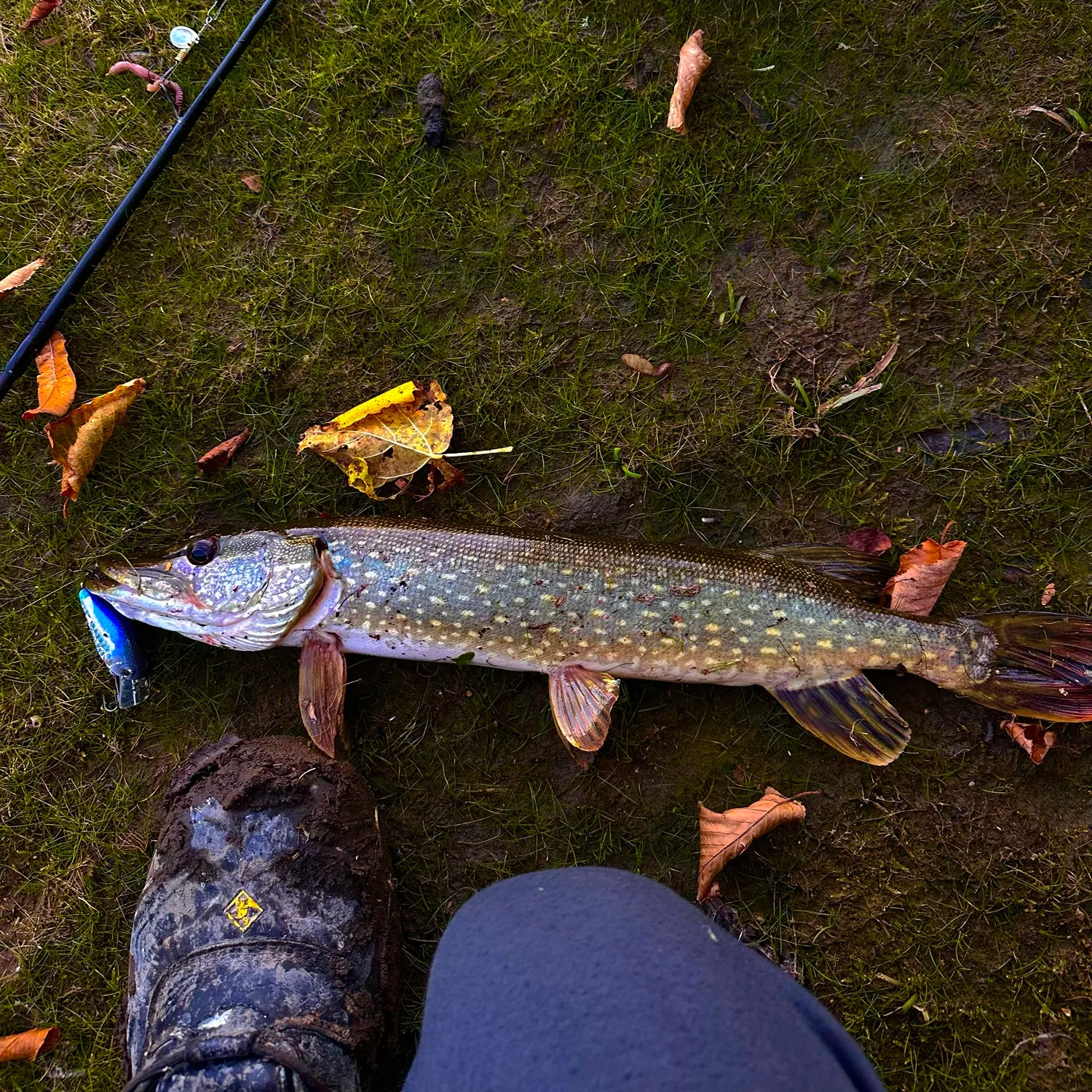 Northern pike caught on Fishbrain