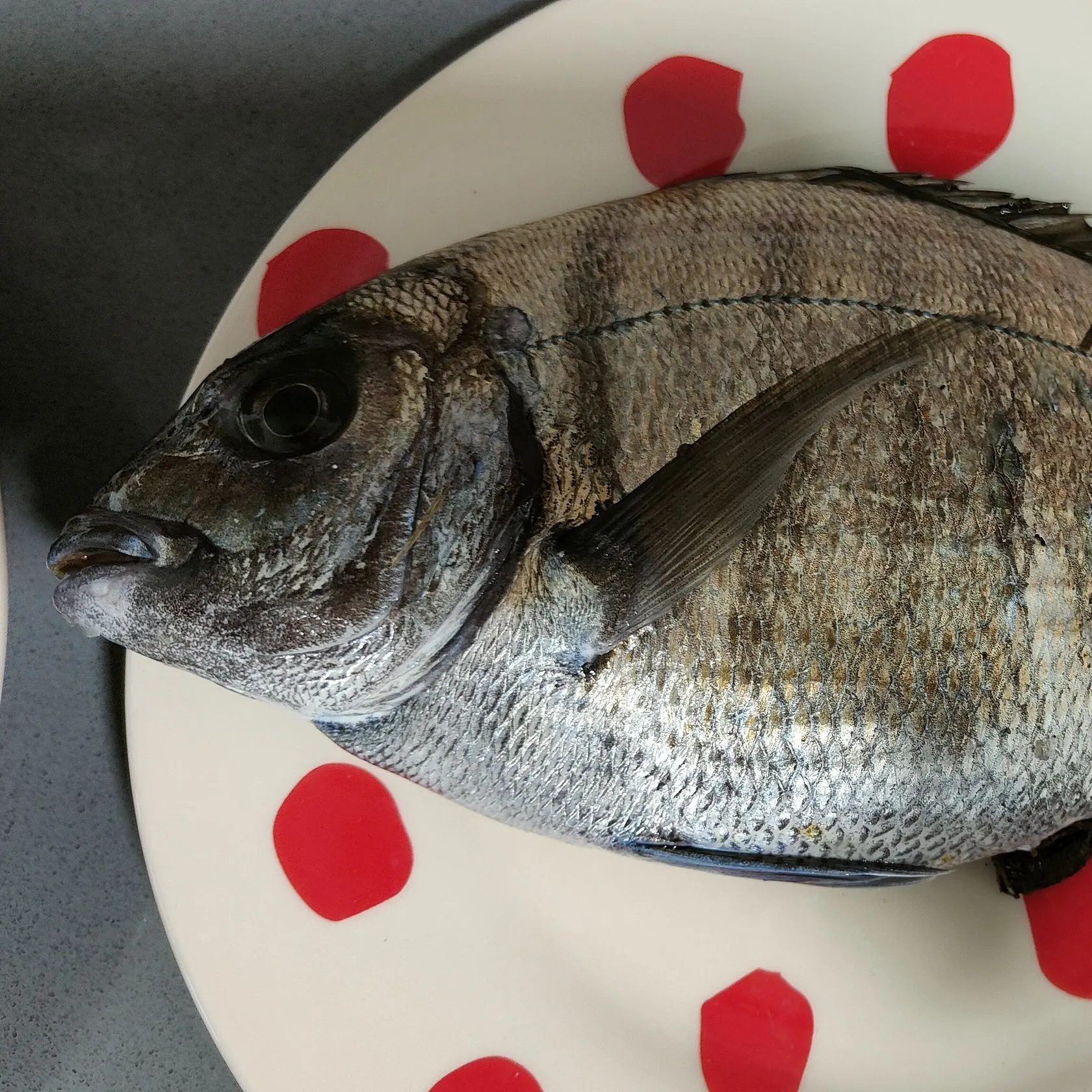 The most recent White seabream catches on Fishbrain